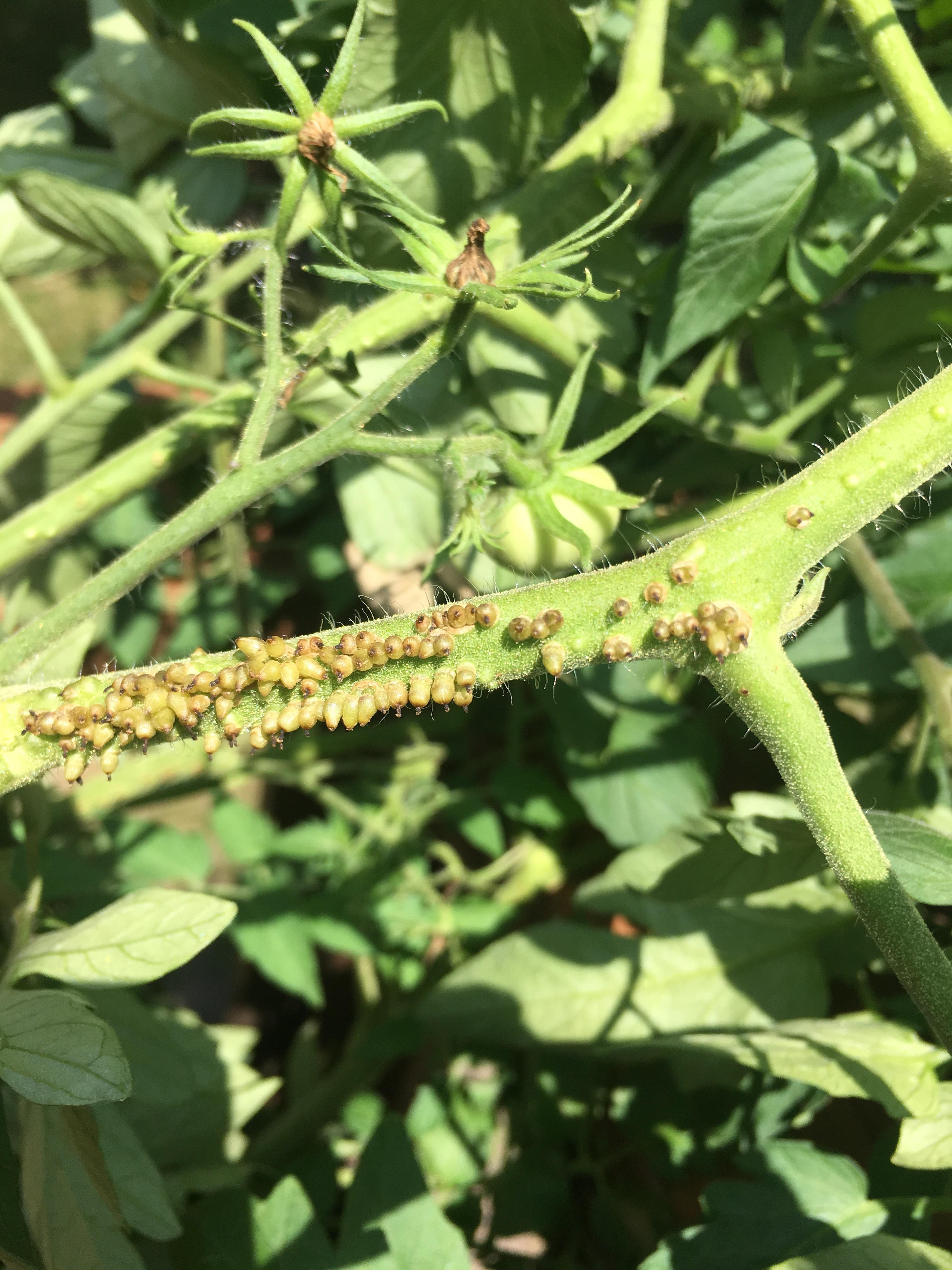 Does anyone know what this disease is? I’ve seen it a few times on my tomato plants in the past
