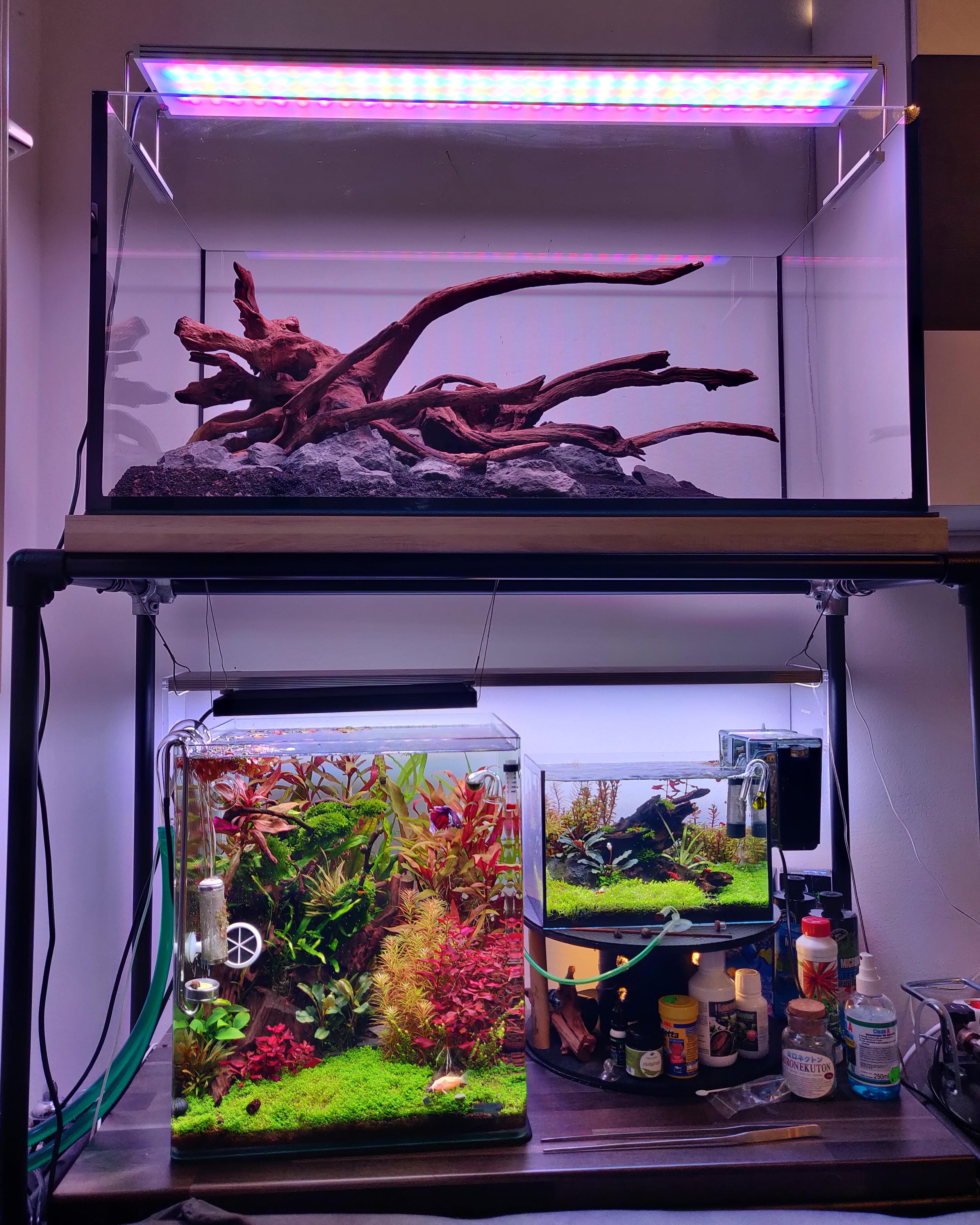 Current status of my main living room aquarium stand (180l/60l/12l) r