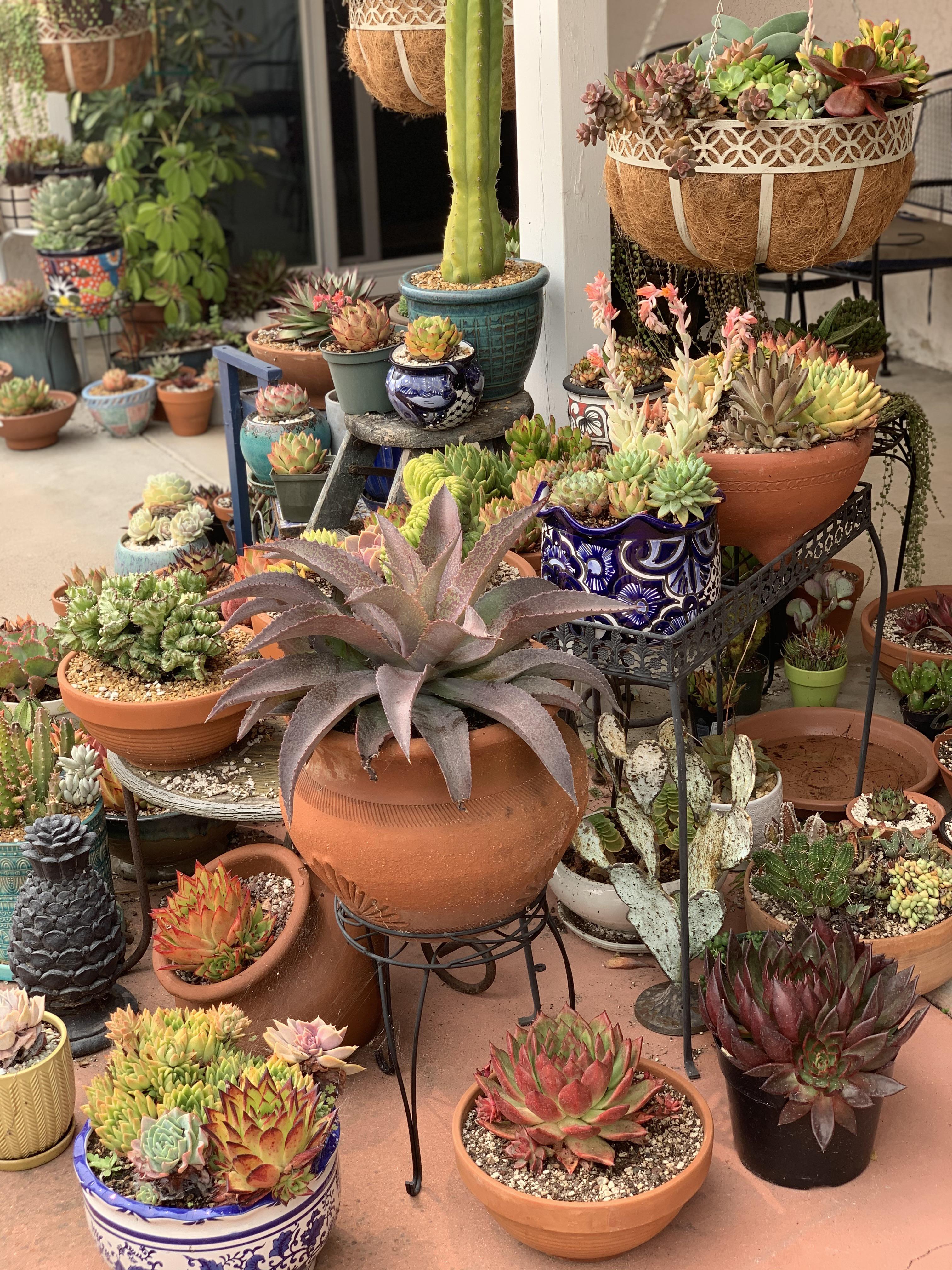 I told you guys, I’m a pot addict. Hello from California! Zone 10B r/succulents