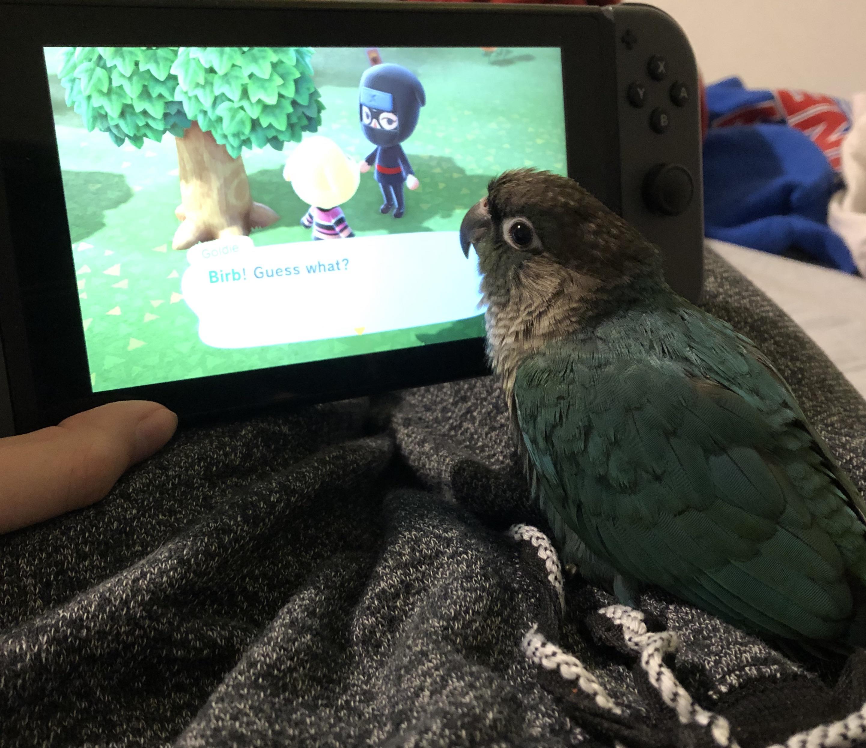 My new bird LOVES animal crossing! So now my villagers talk to her too! r/AnimalCrossing