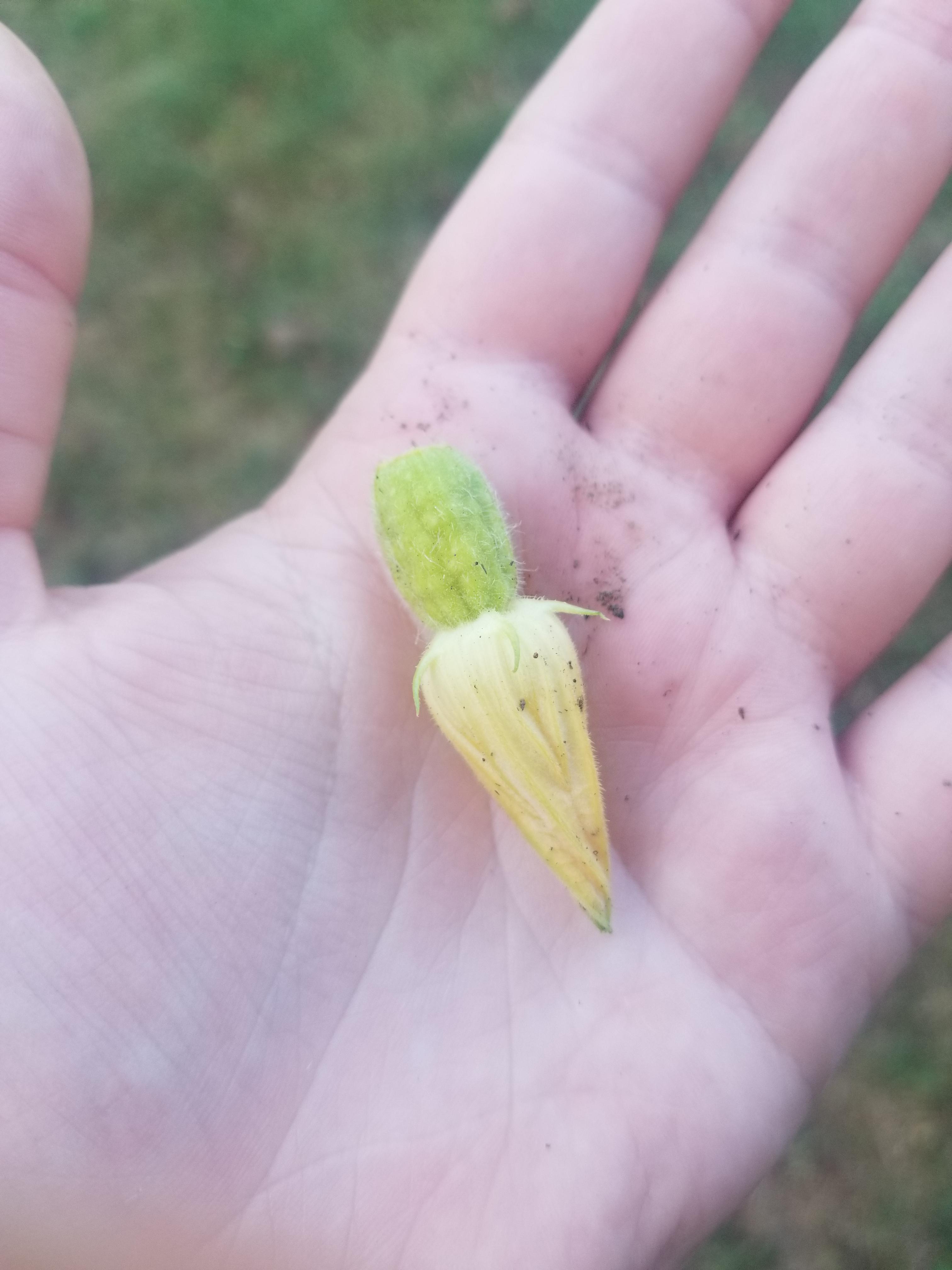 Why Do My Pumpkin Flowers Shrivel Like This? r/gardening