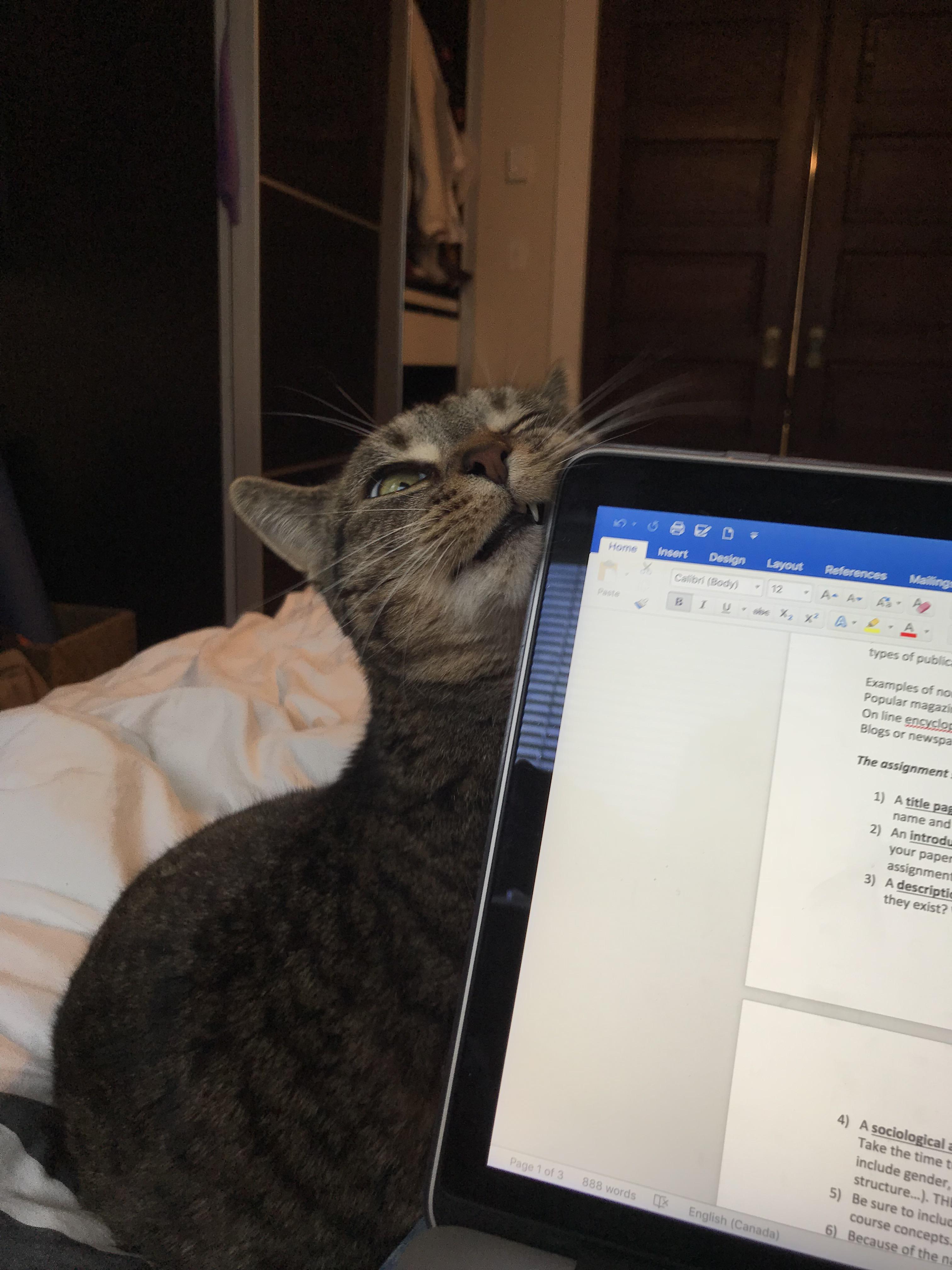 My cat will rub her face on anything r/cats