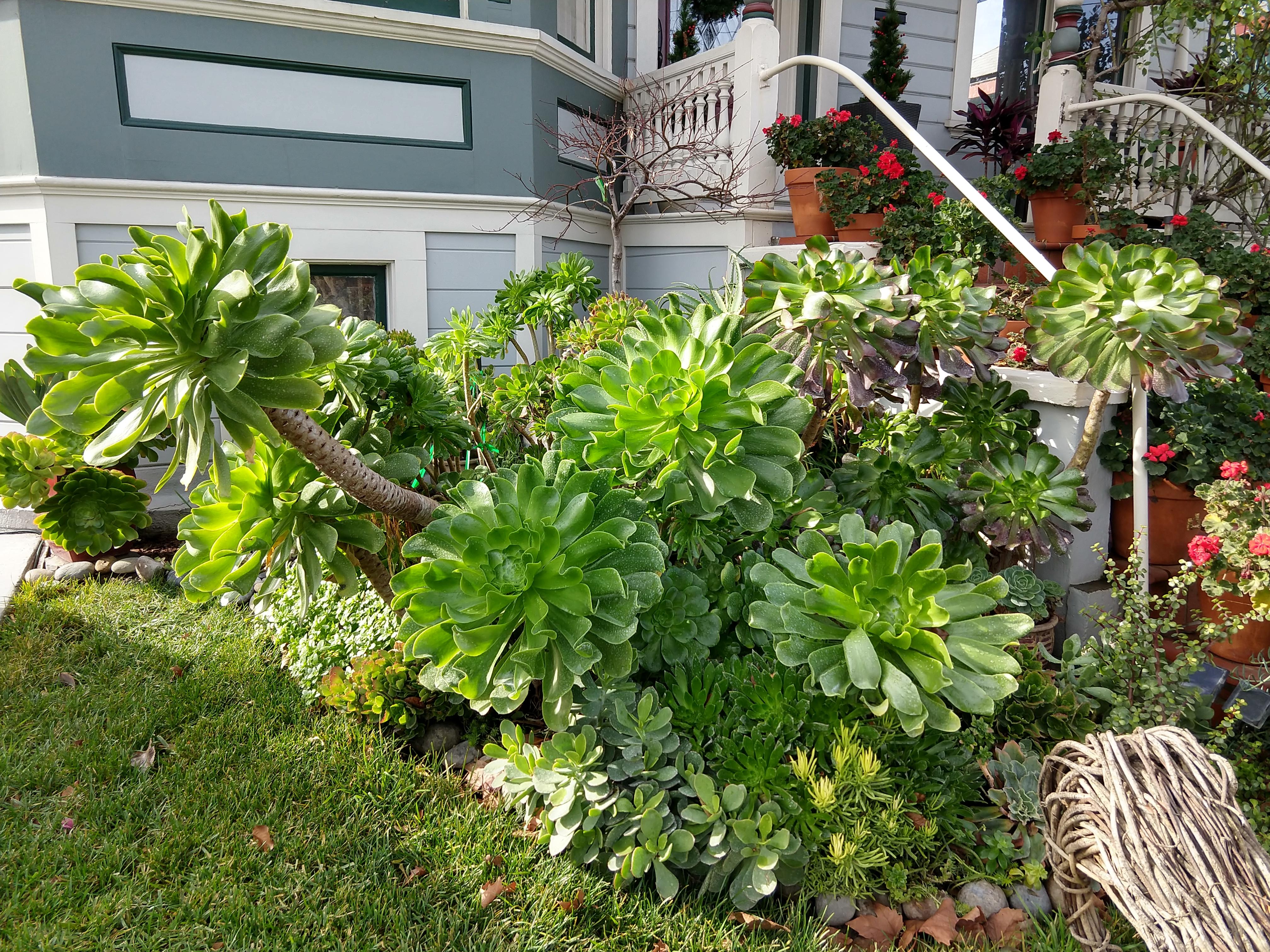 My almost 3 year old Succulent front garden this Winter