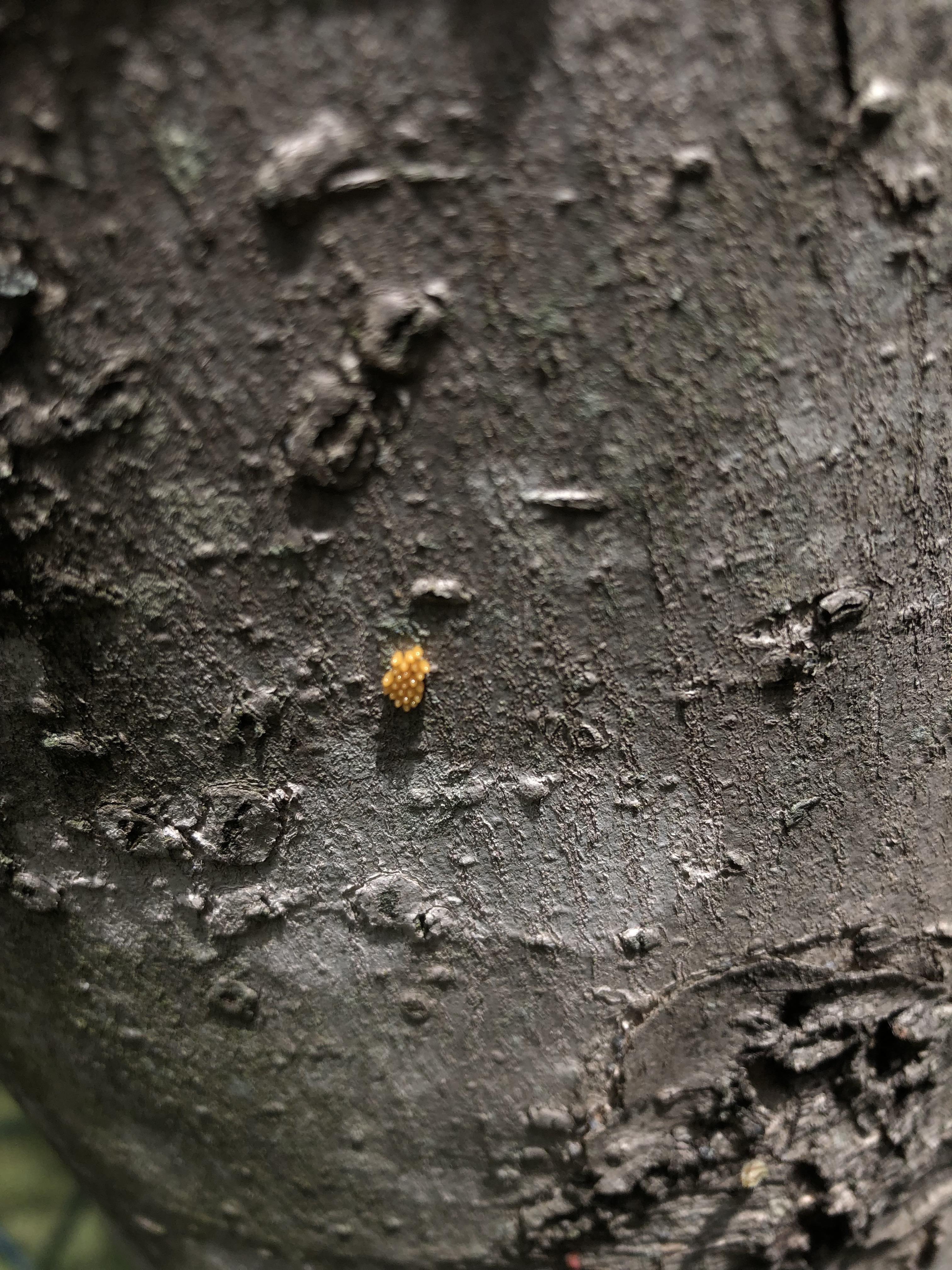Who laid their eggs on my maple tree? whatsthisbug