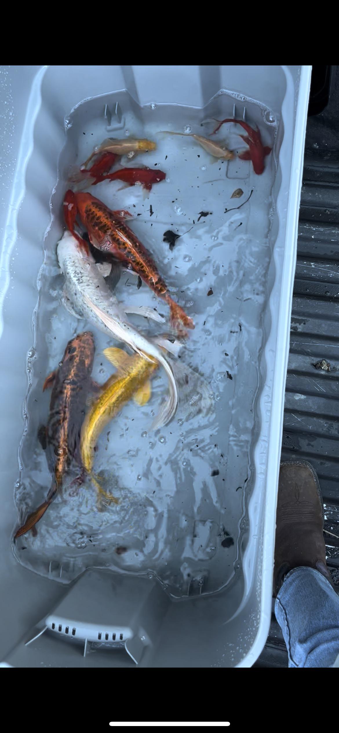 Can anyone appraise my koi to see how much they worth. I was told they