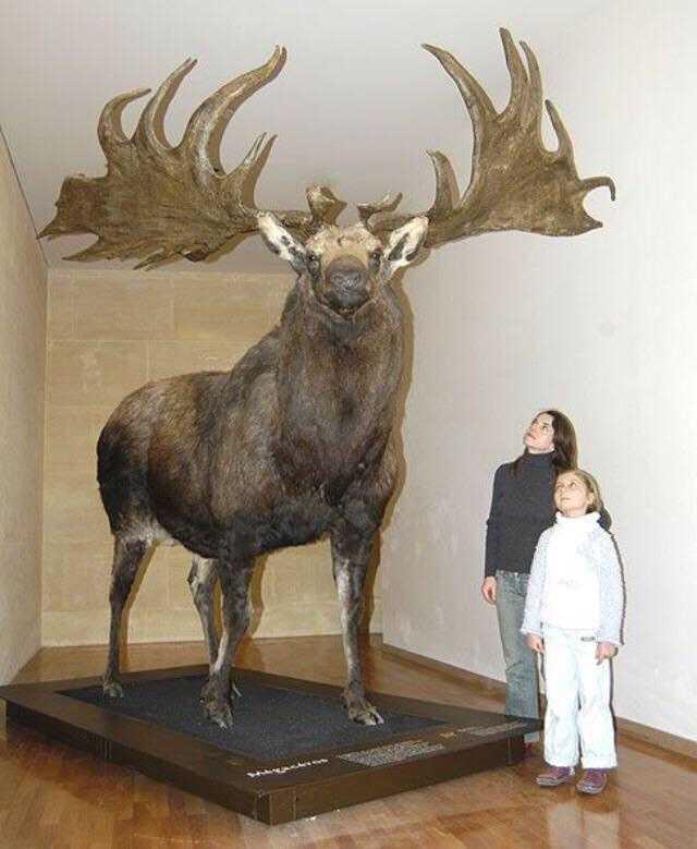 The extinct Giant Irish Elk was a unit r/AbsoluteUnits