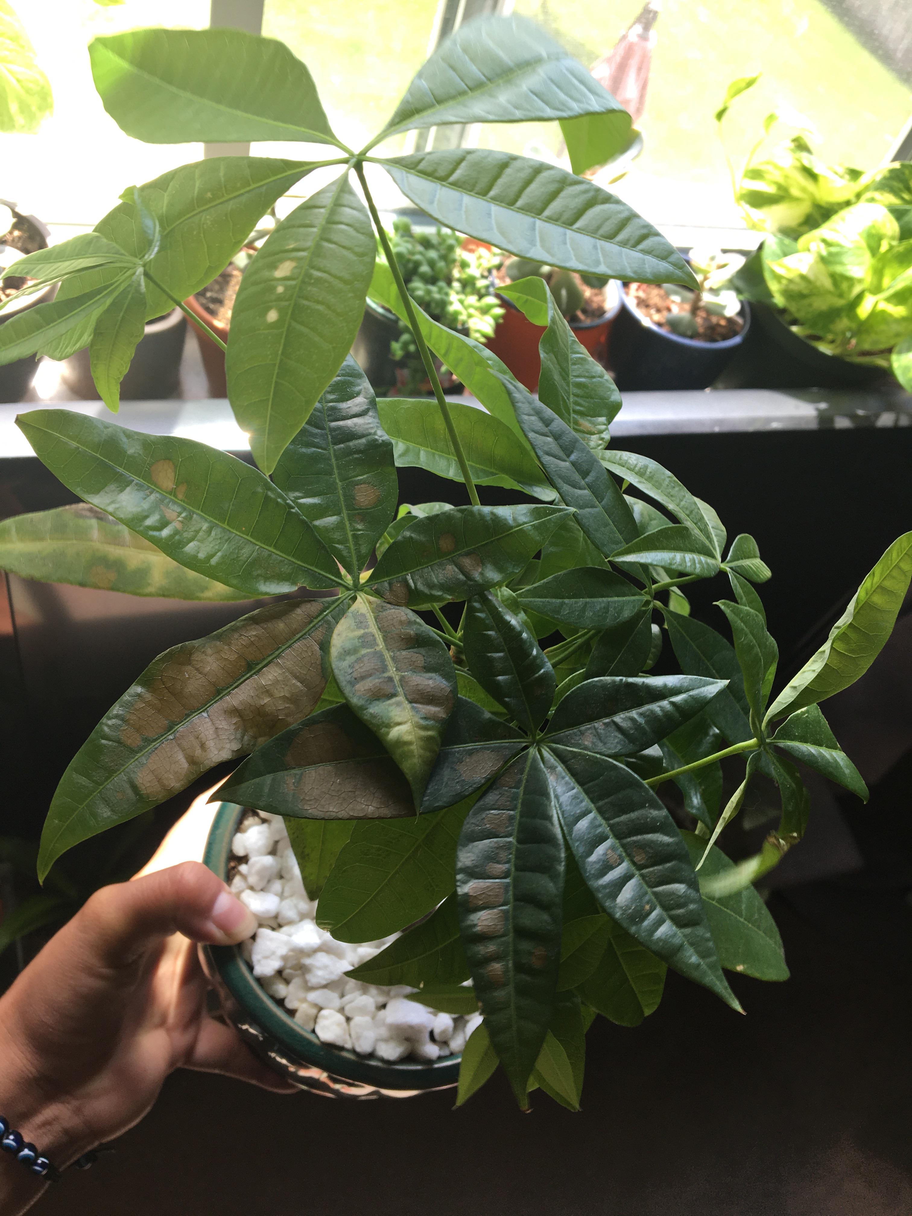 is my money tree getting too much sun or is it the water?! I noticed