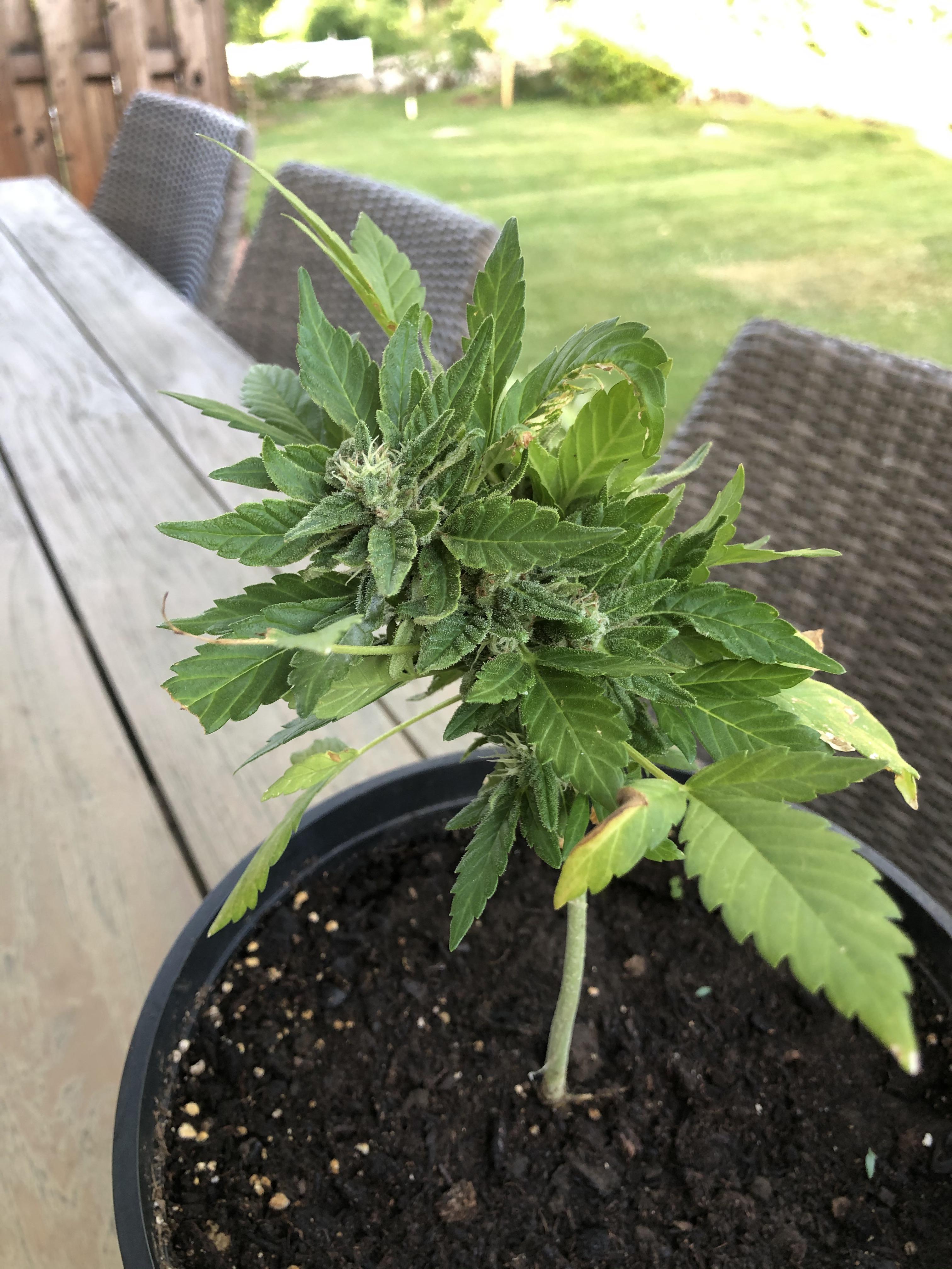 First grow using feminized seeds, this pic is at 5 weeks. Plant is