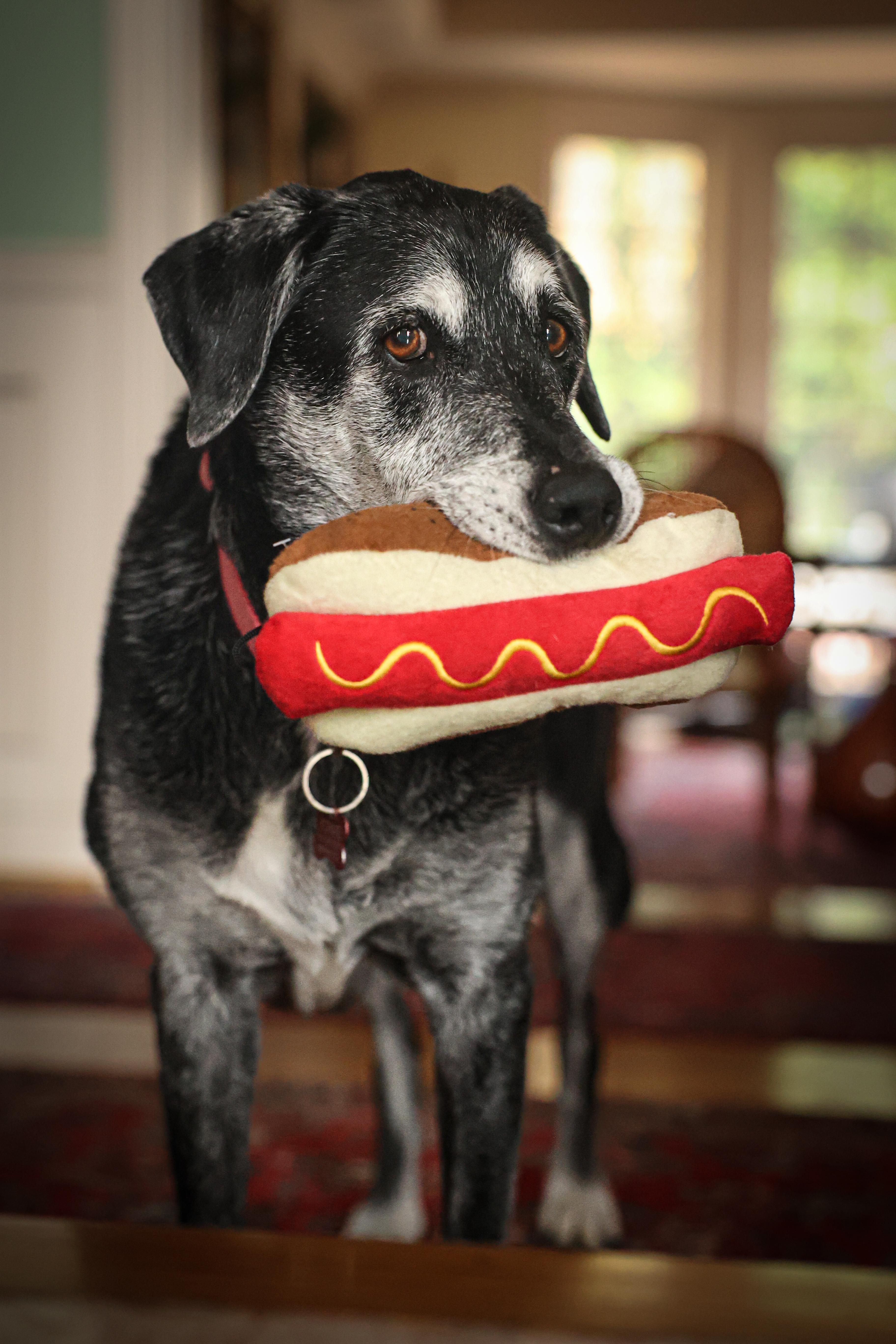 Hot Dog Eating Hot Dog (OC) r/aww