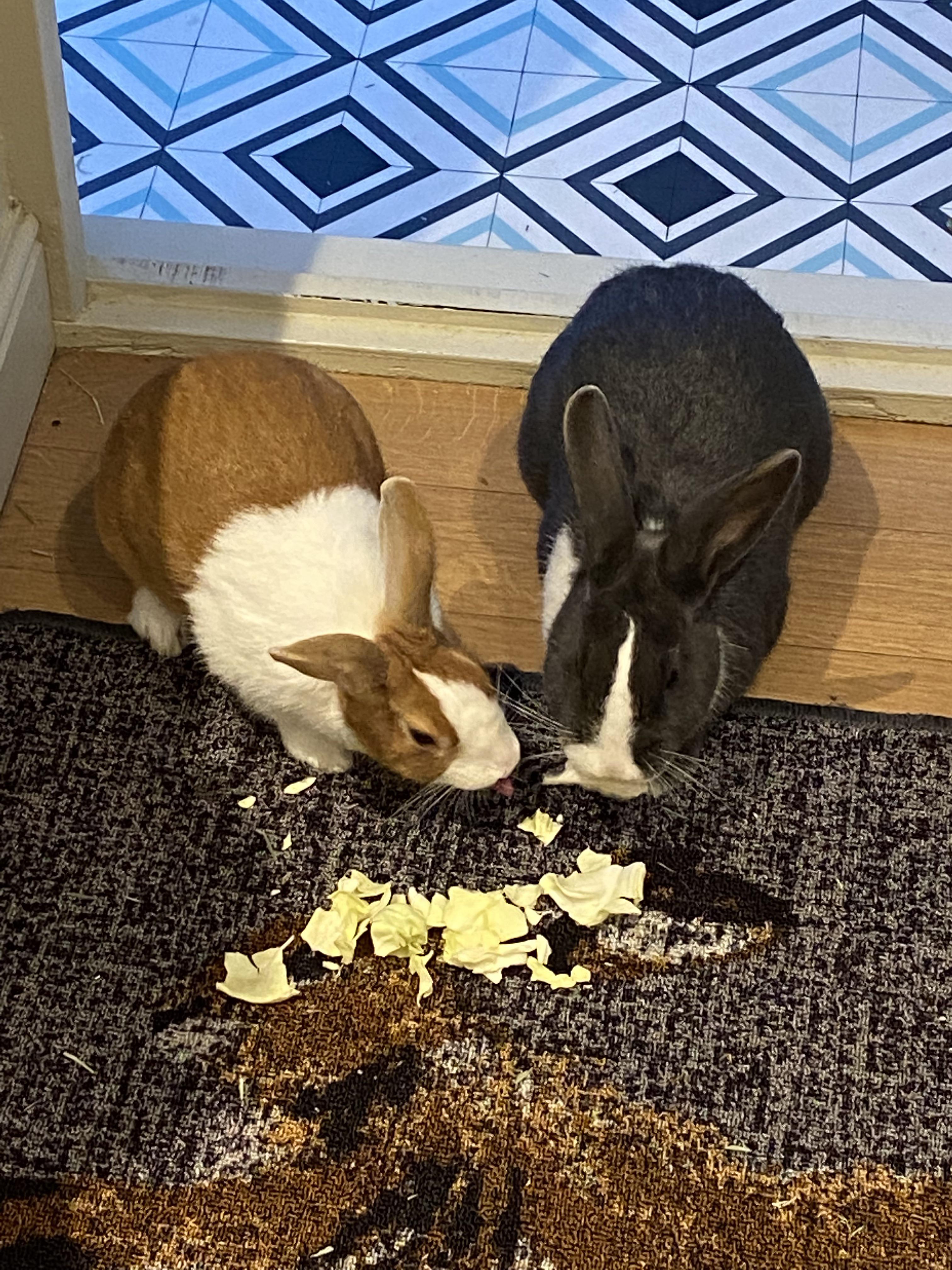That tiny little tongue 😛😋😍 r/Rabbits