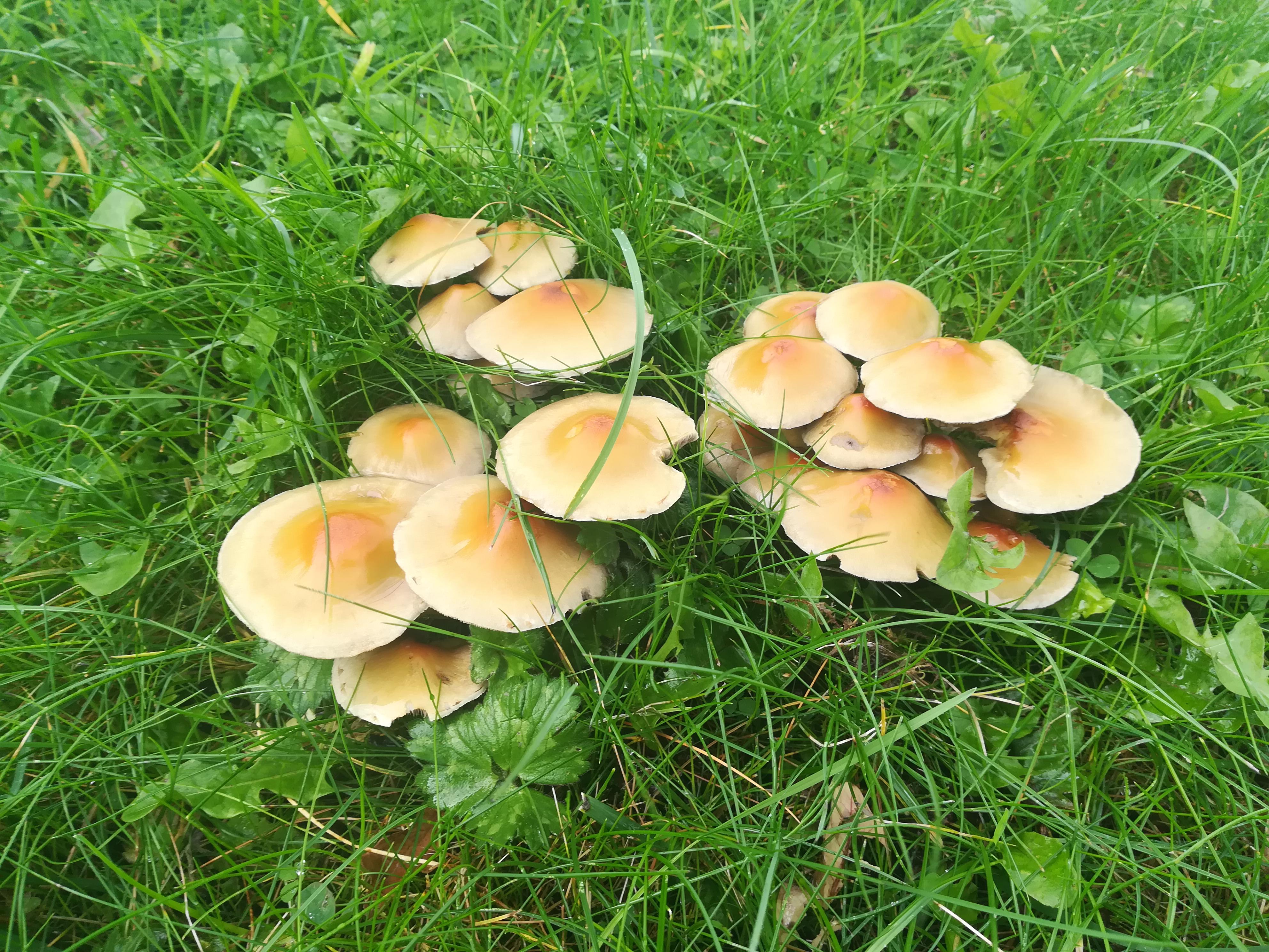 Any fungal types here? These mushrooms are growing near my work. What