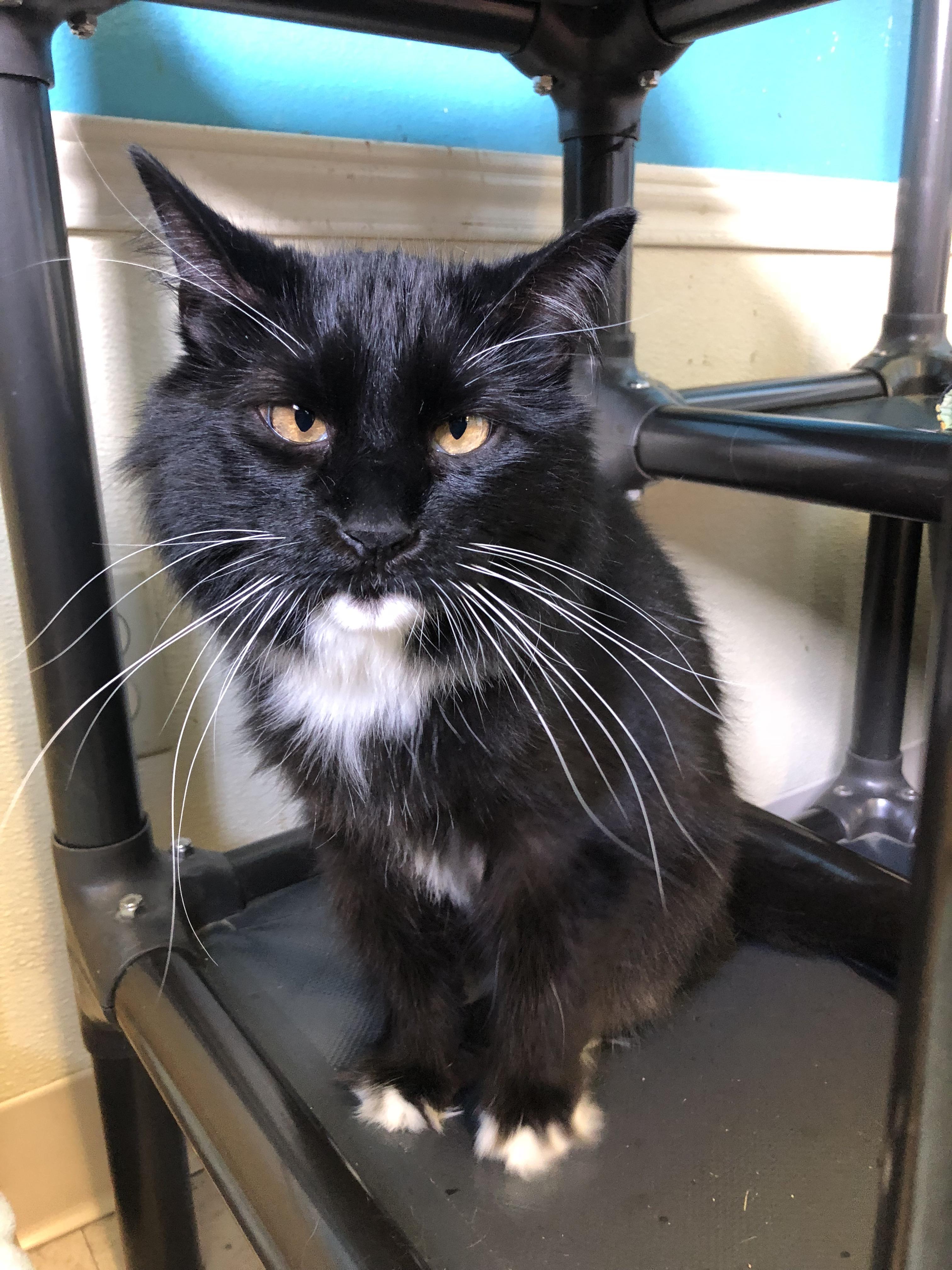 Adopted my very first cat from a shelter on Sunday! Meet my sweetheart