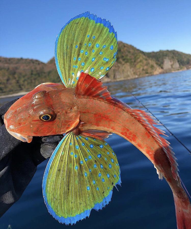 A fish with green wings. r/interestingasfuck