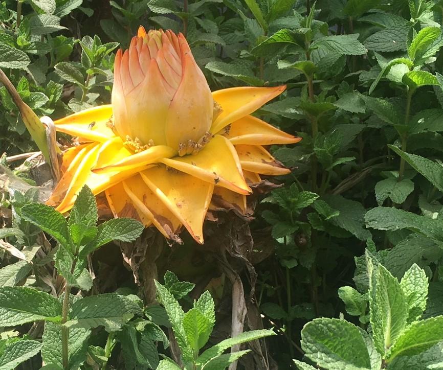 (Bay Area, CA)Can anyone identify this flower? It was very large. r