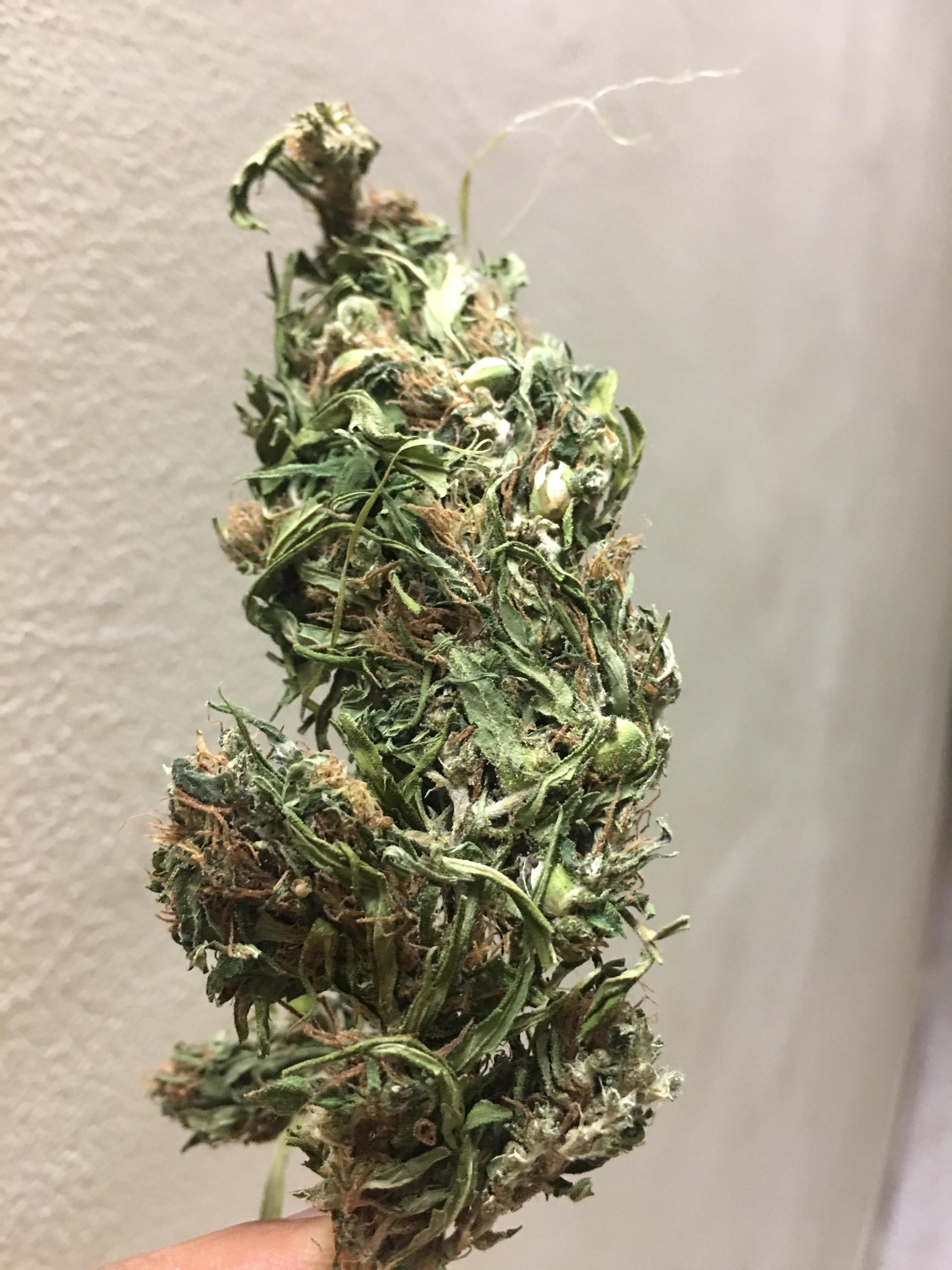 First post. Mysore Mango, the best thing I’ve smoked in many years. r