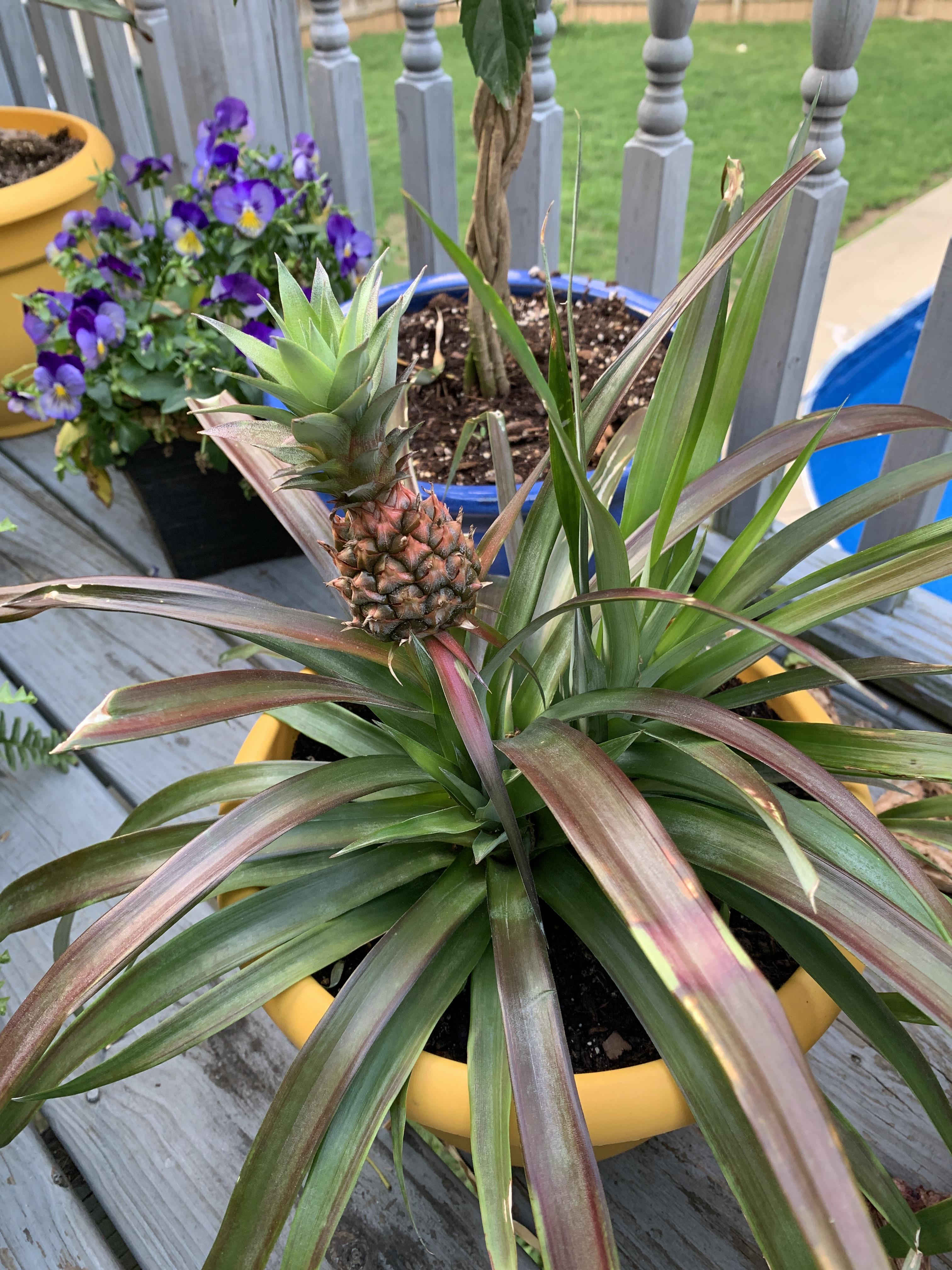 Pineapple plant leaves turning a reddish burgundy, is this ok? This is