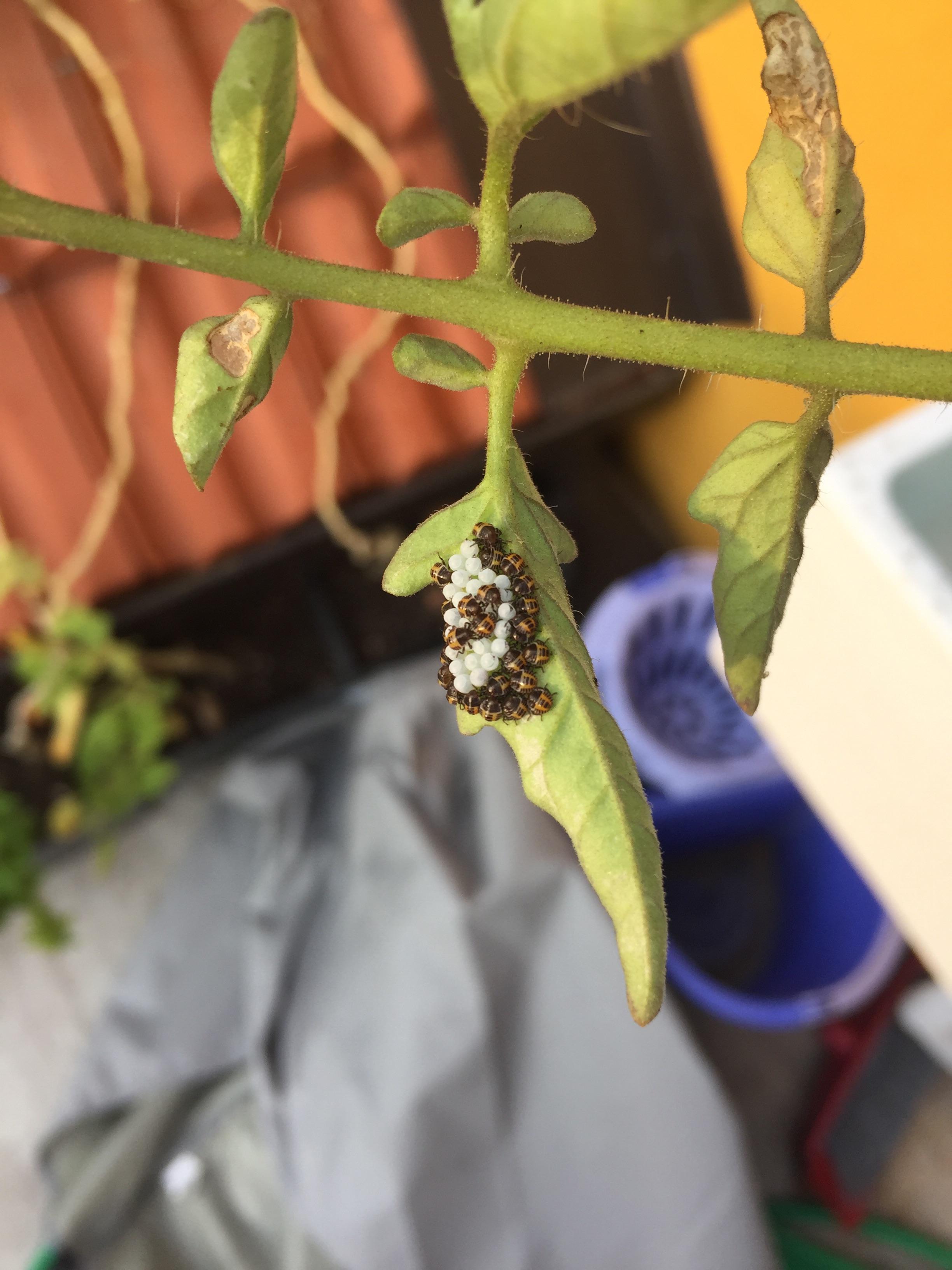 Bugs on my tomatoes! Does anyone know what these are? r/gardening