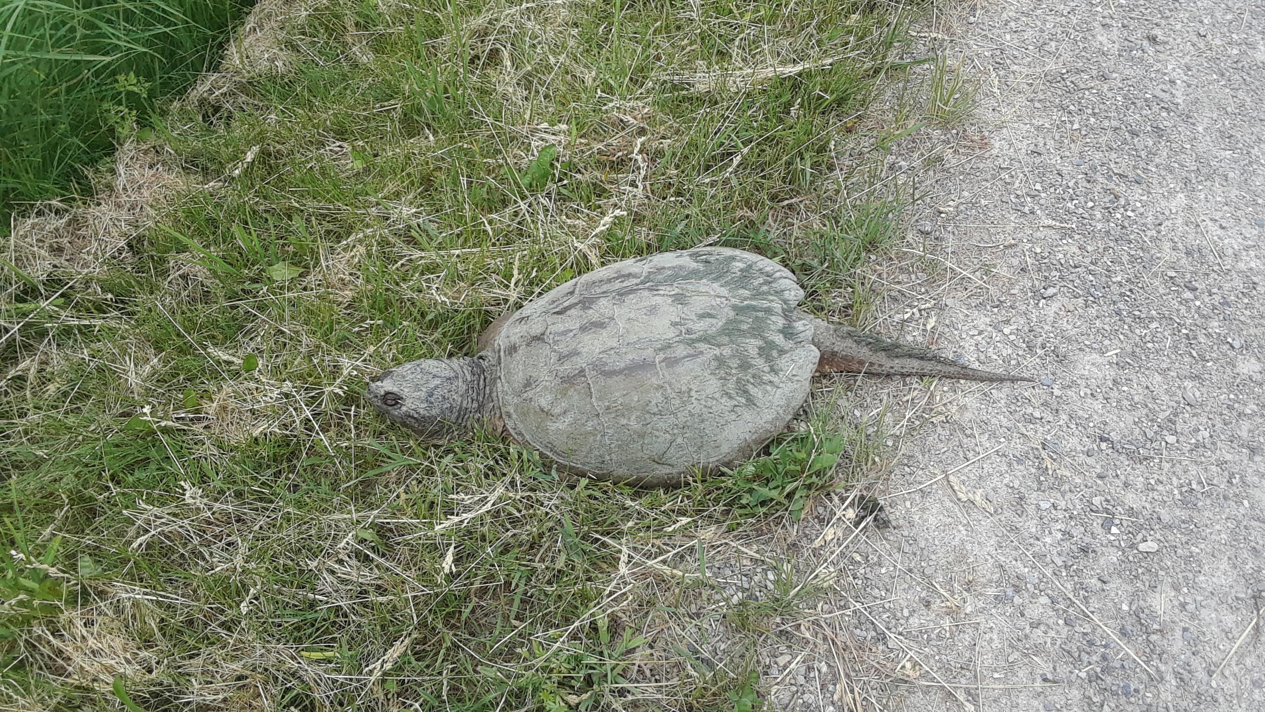 Snapping Turtle by the Grand River r/kitchener