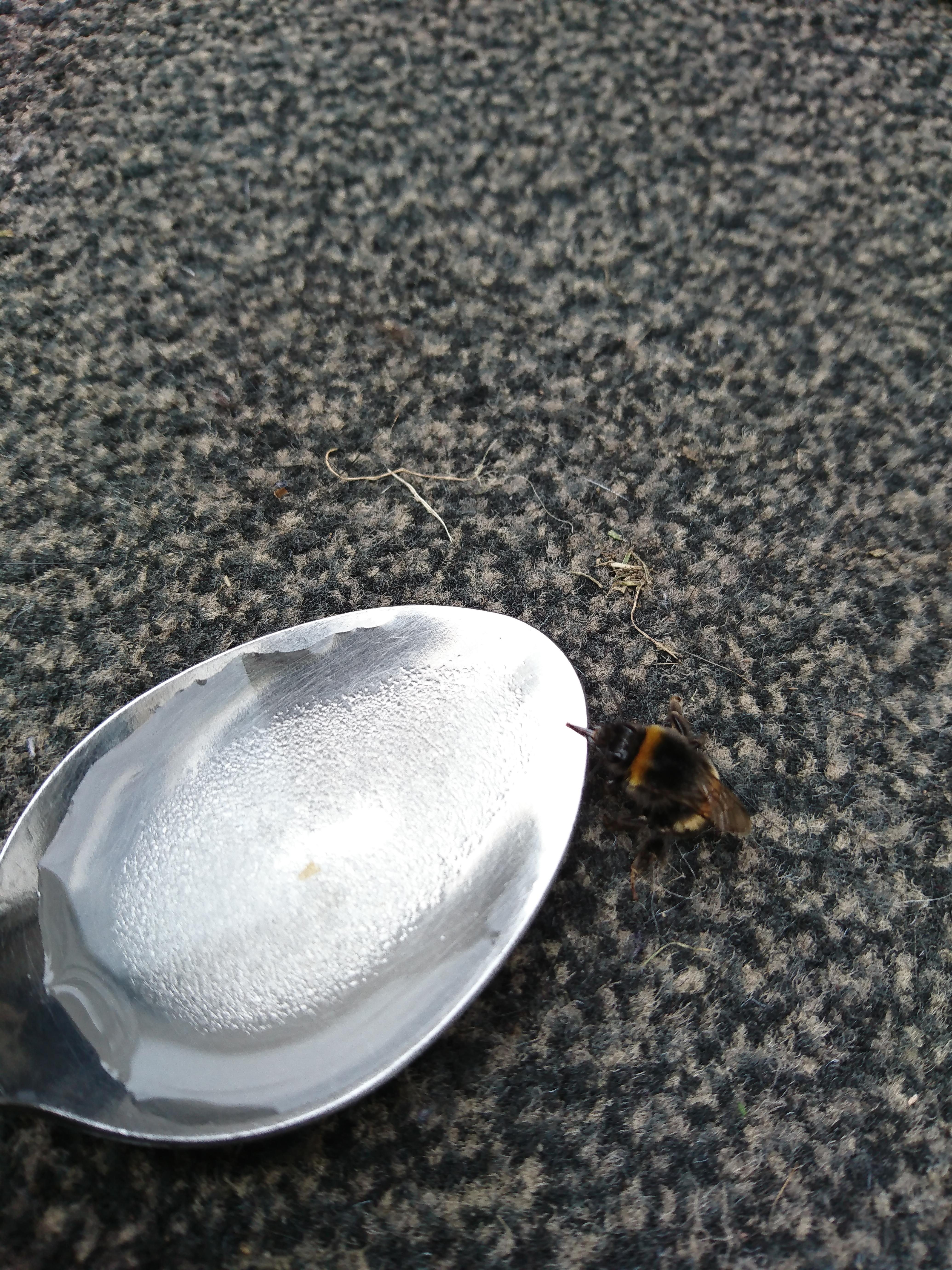Please feed exhausted bees sugar water. If they die, we go with them