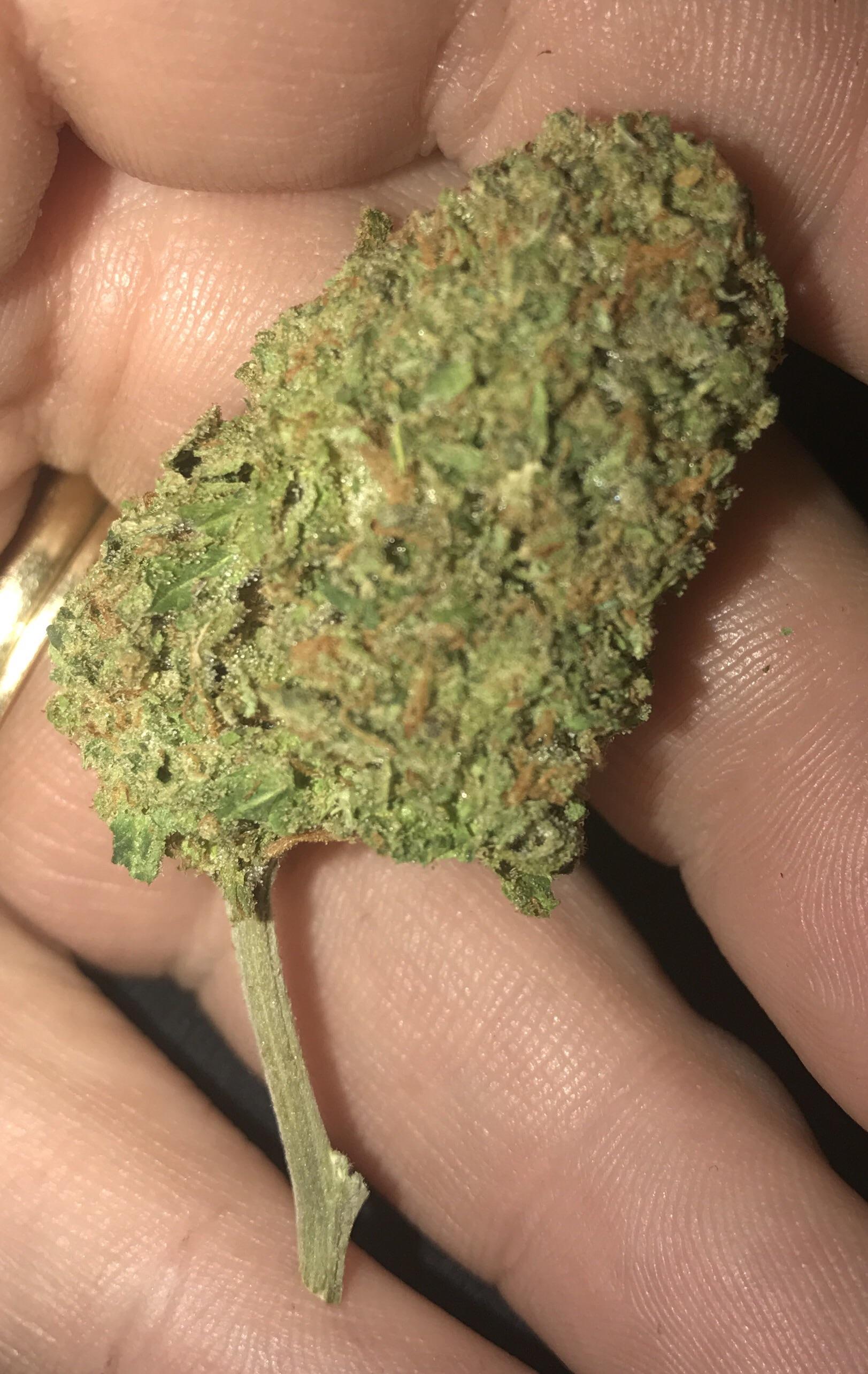 Purple Cheese from Green Leaf Supply Co, 39th and Meridian. Good prices