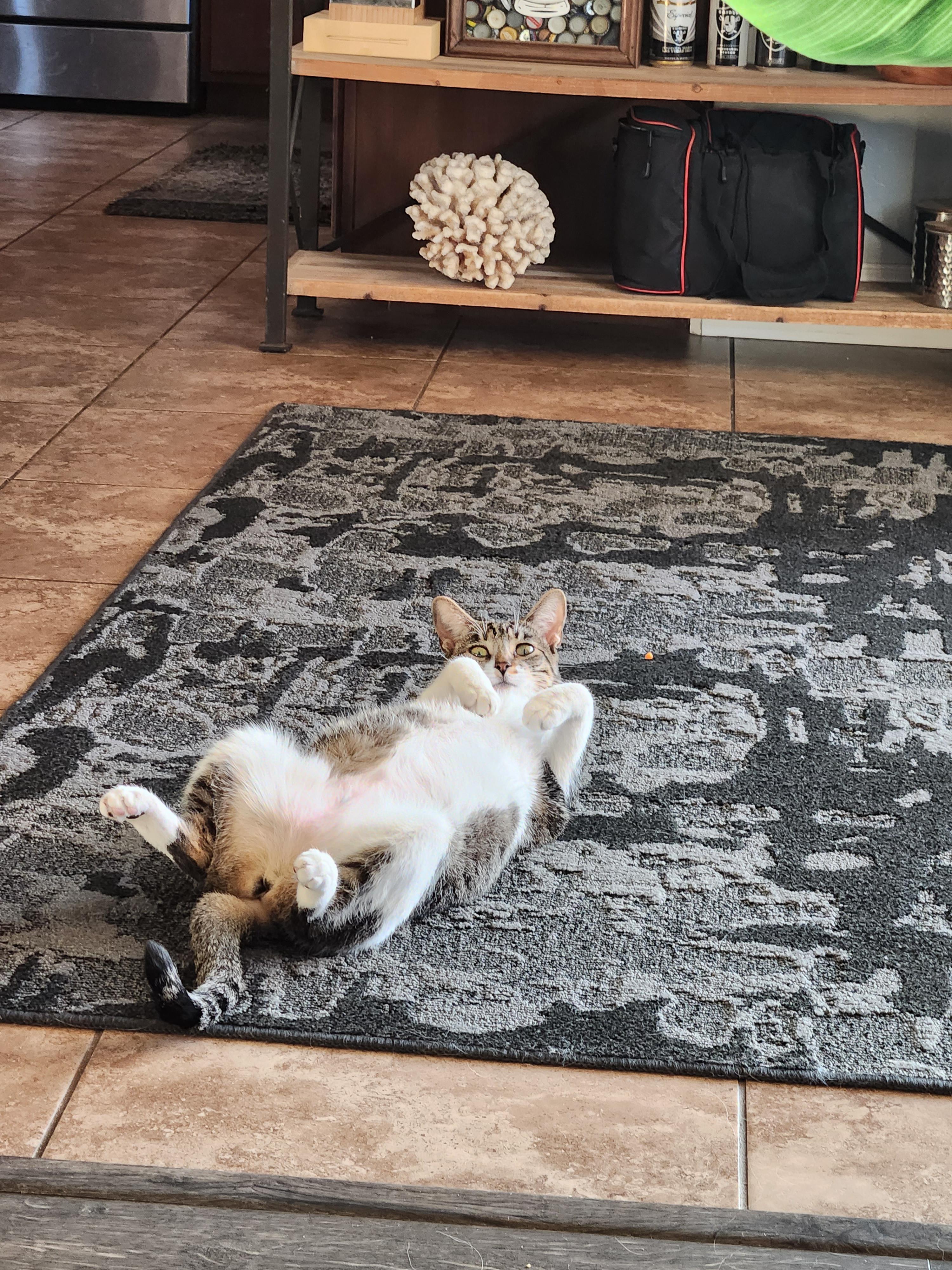 Cats do strange things r/cats