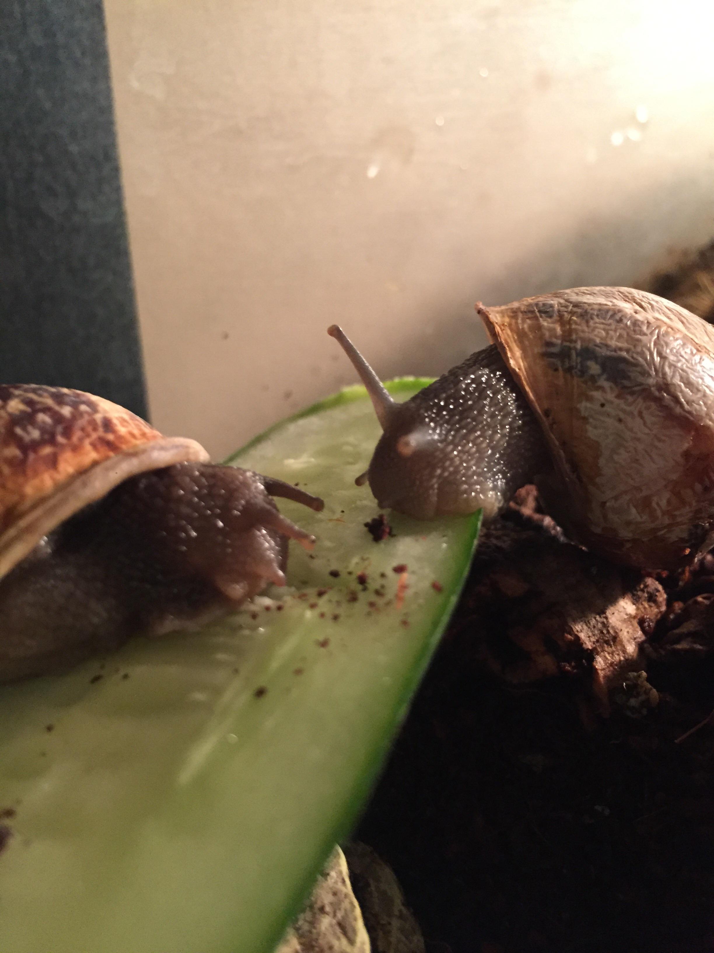 My pet snails eating a cucumber after sleeping for a few days r/awwnverts