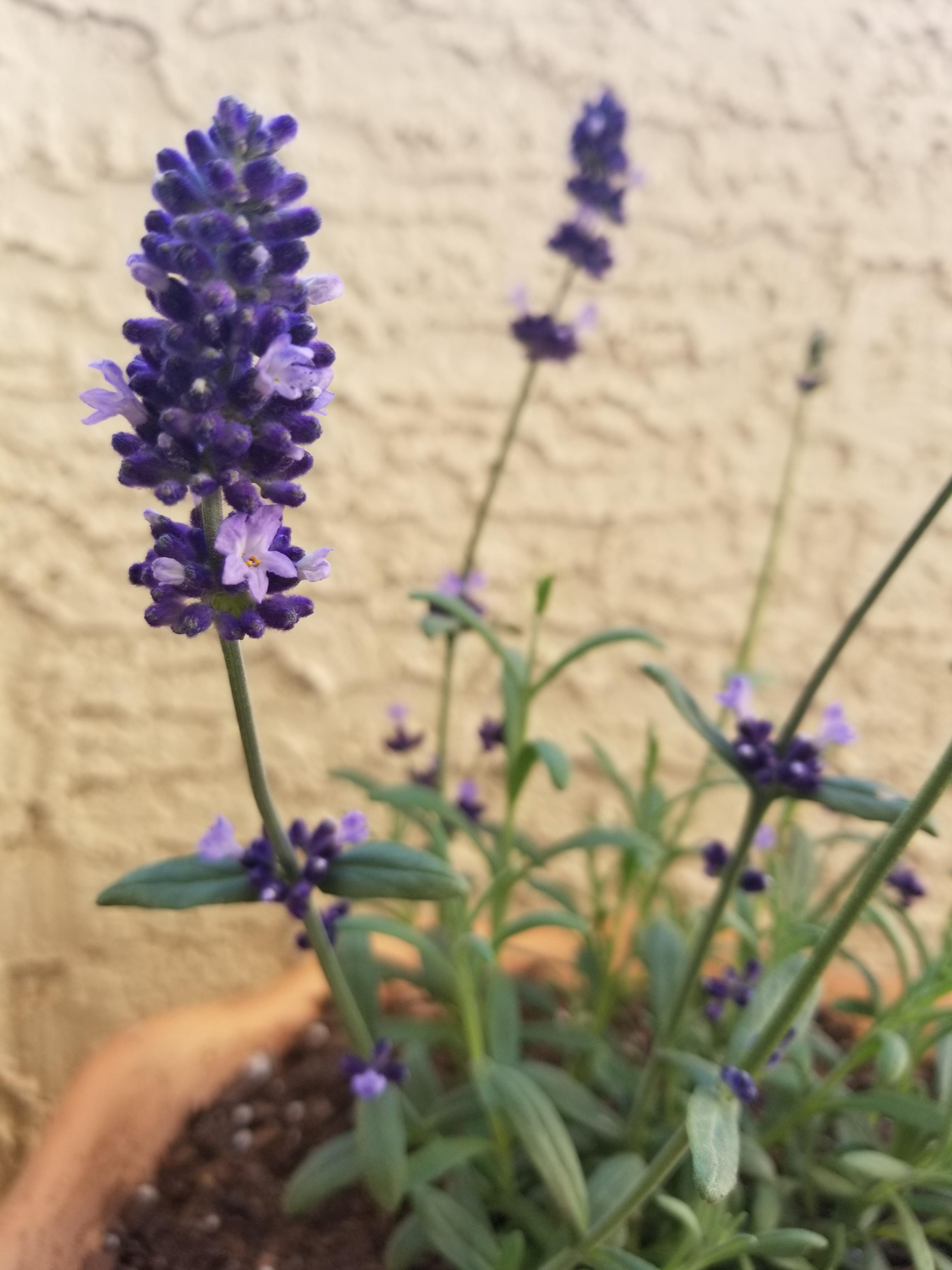 It's hard to keep lavender alive in Arizona💜 r/plants