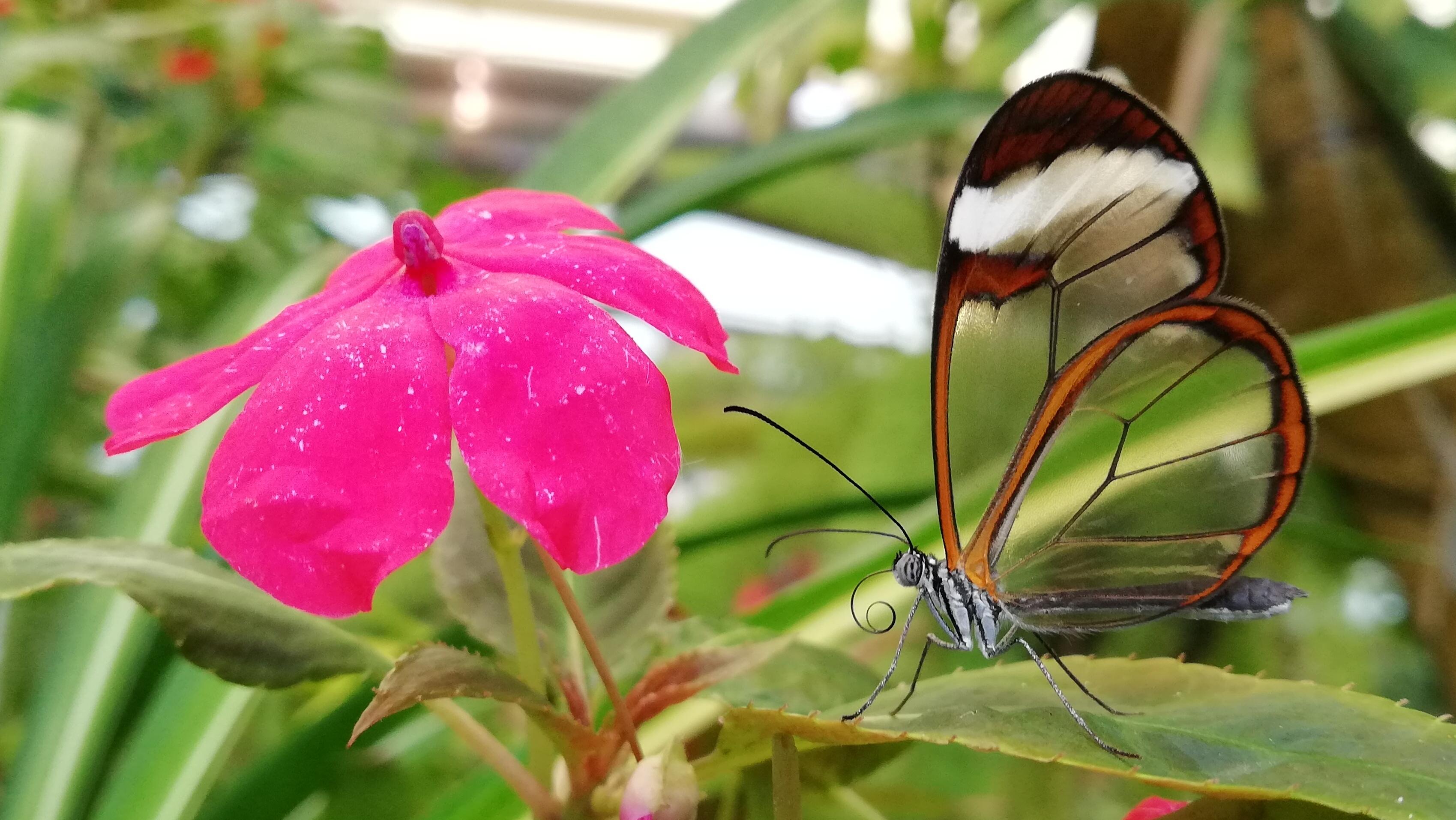 Glasswing Butterfly on New Zealand Imapatiens r/gardening