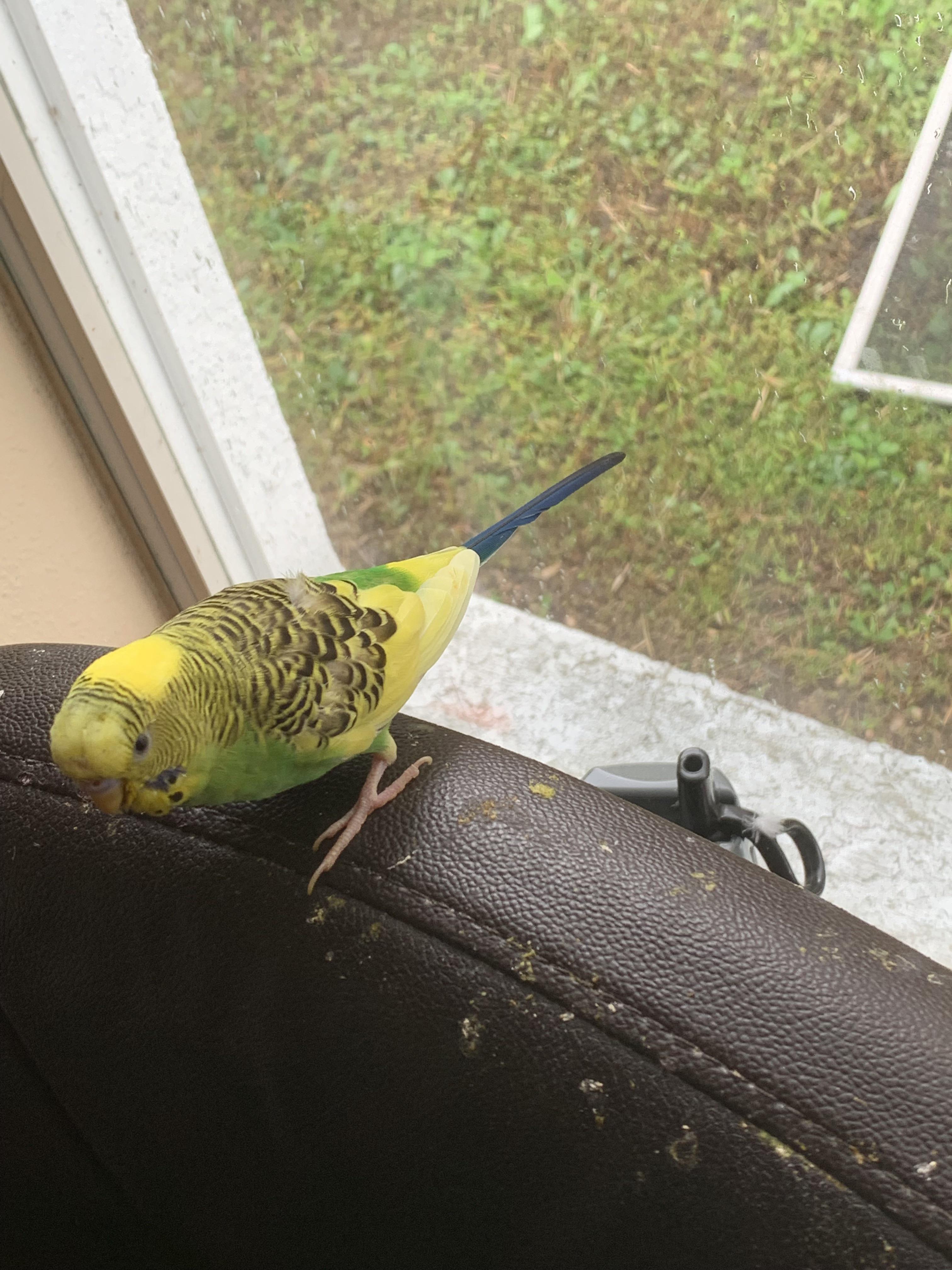 Can Guinea Pigs Eat Insects By Mistake (Ant, Spiders, Crickets More
