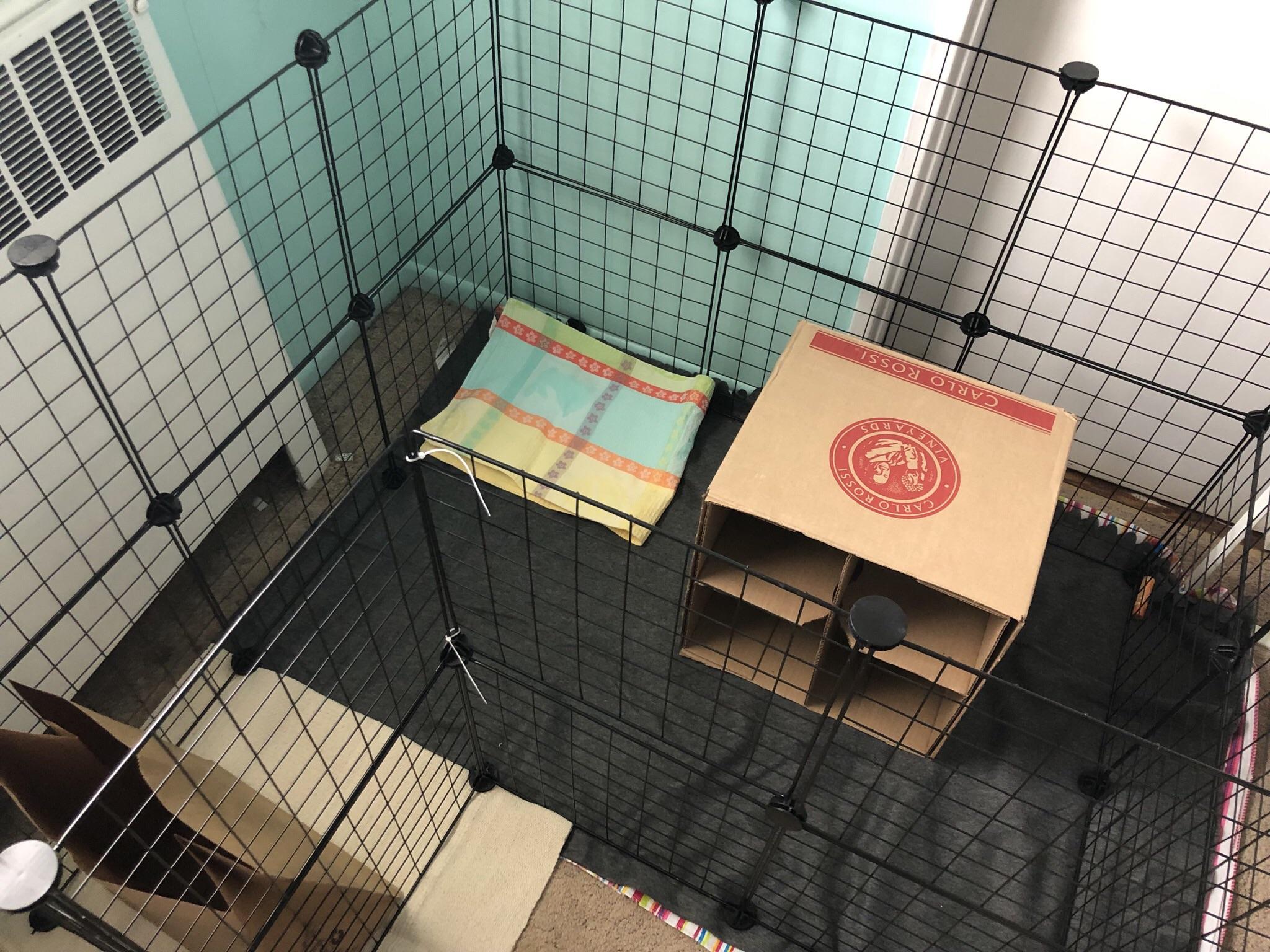 My new buns setup! Should I add a ramp so it can get to the top level of the box