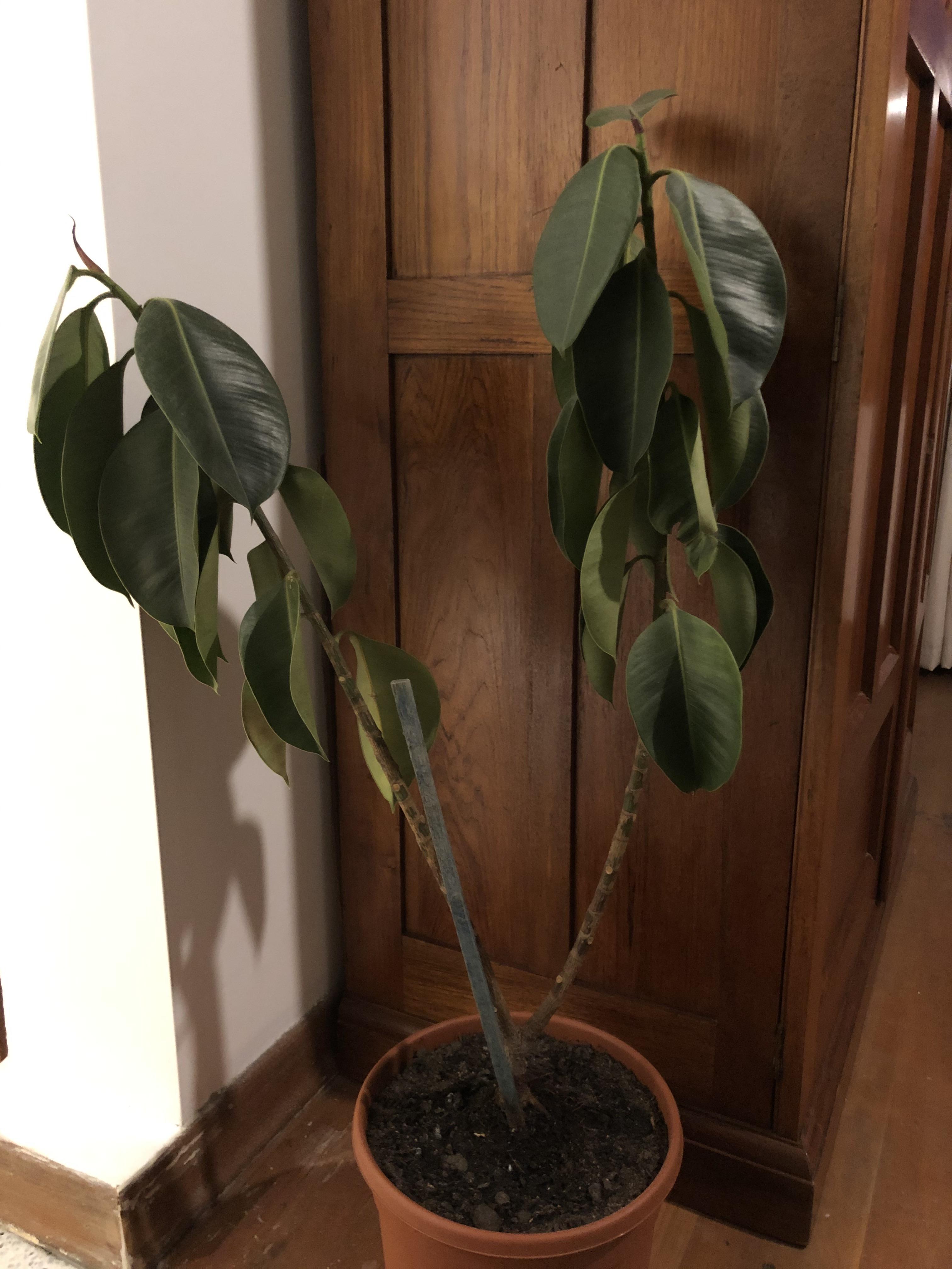 Need advice on how to save my rubber plant tried more/less water