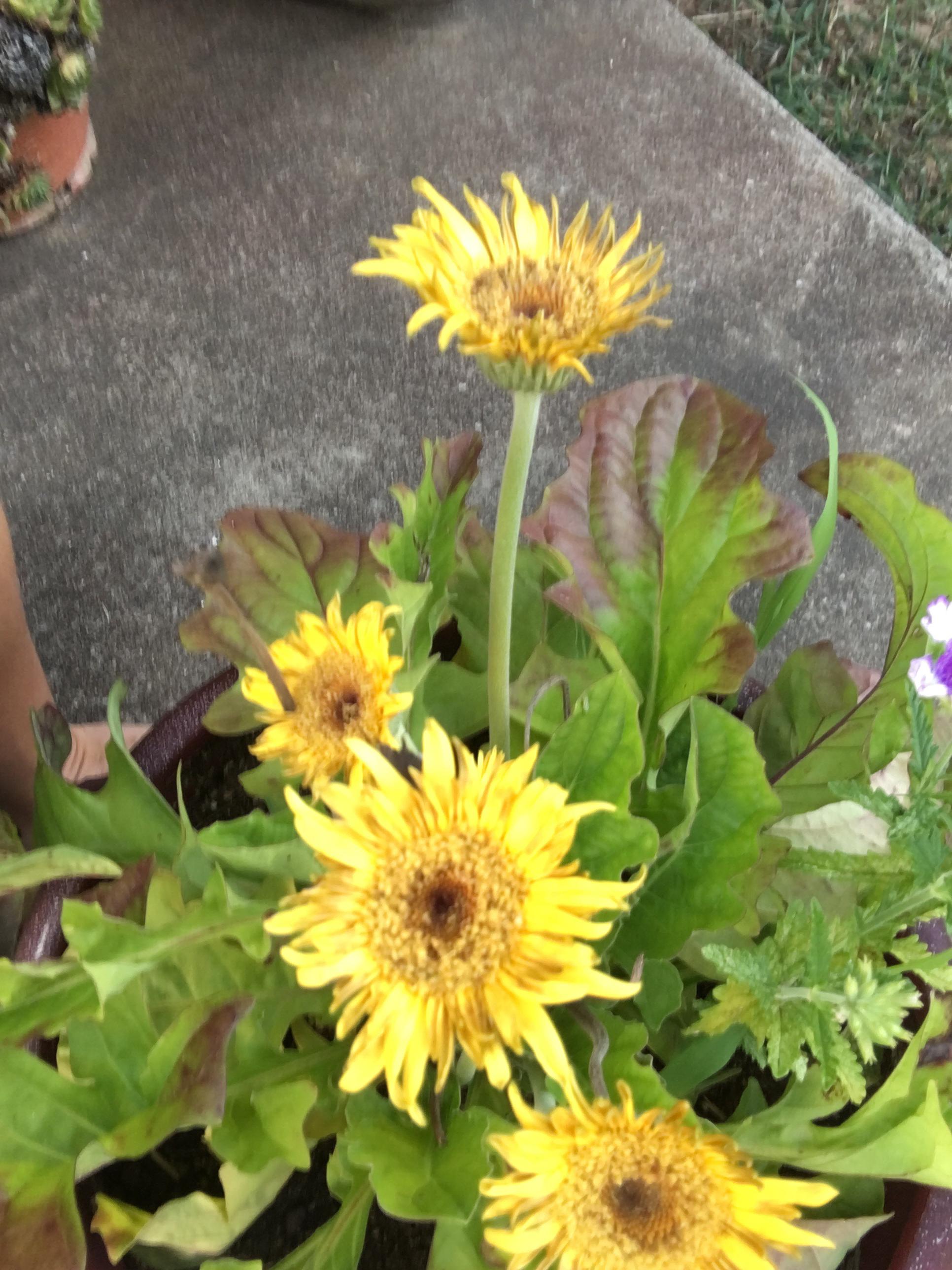 My gerbera daisy hasn’t been blooming normally. The petals are tiny and