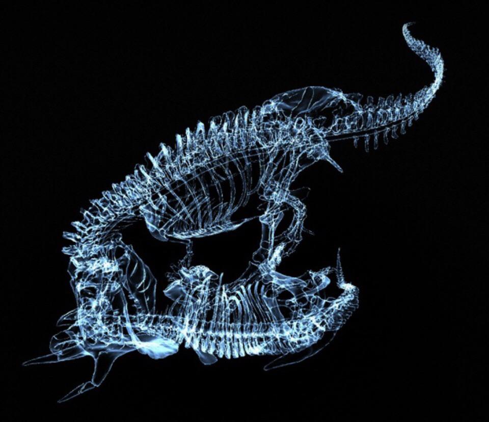Xray of a Tyrannosaurus rex that knocked down Ceratops. r/Naturewasmetal