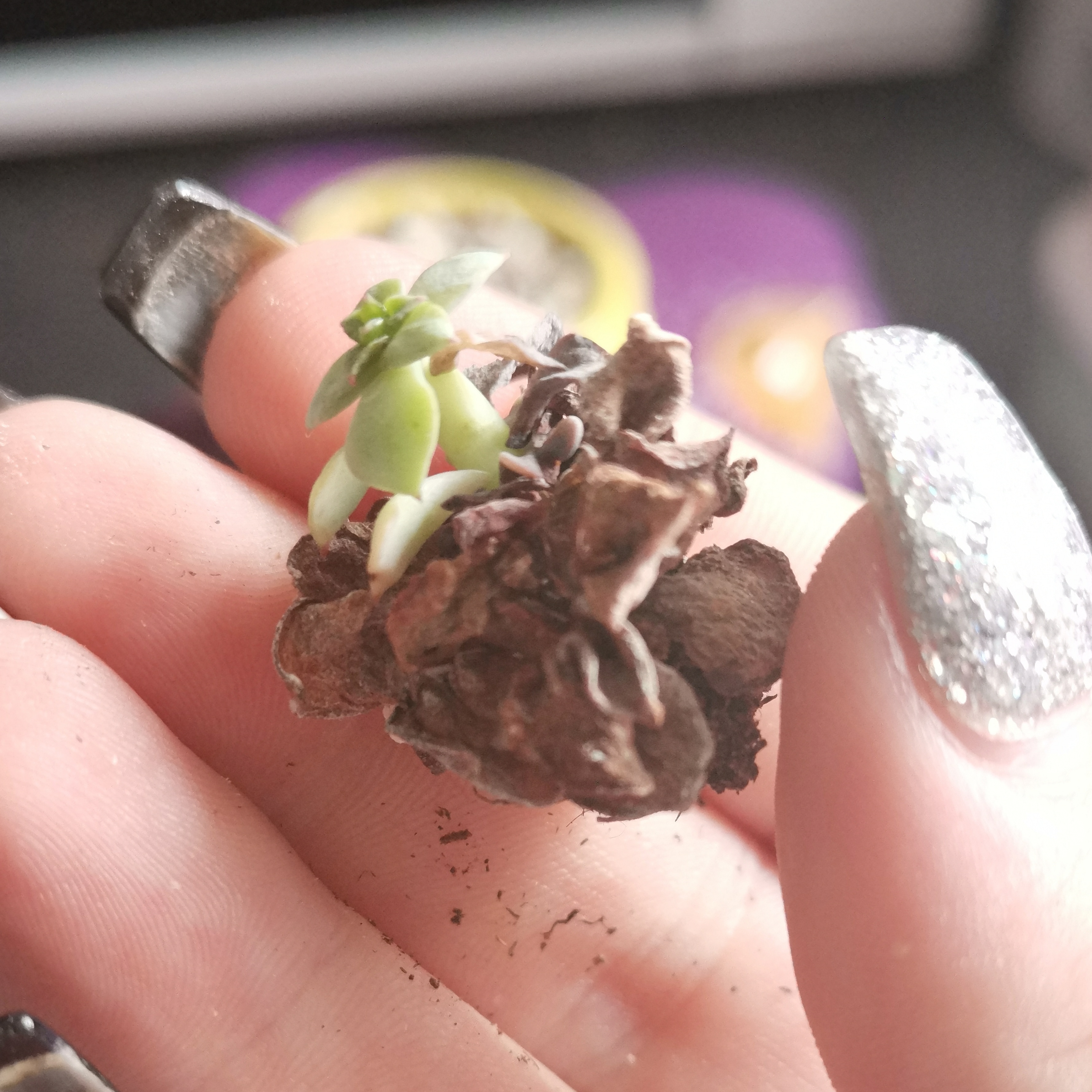 My "new" succulent growing out of the remains of the "dead" succulent