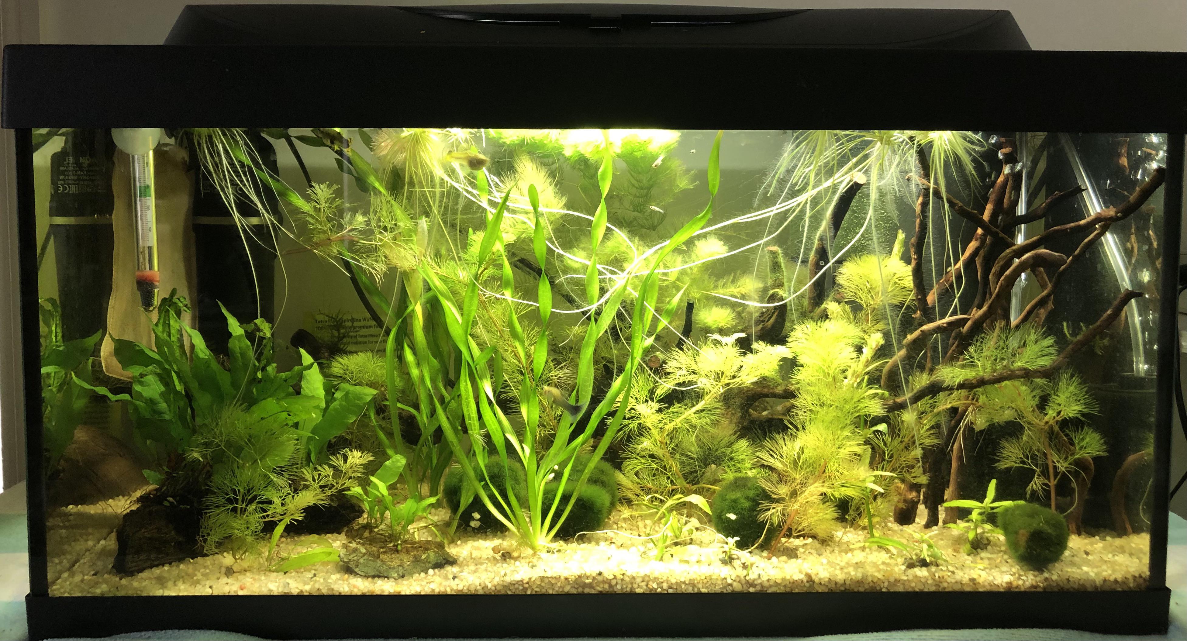 How do you move a 54L fish tank, filled with plants, fish and shrimp, to another city two hours