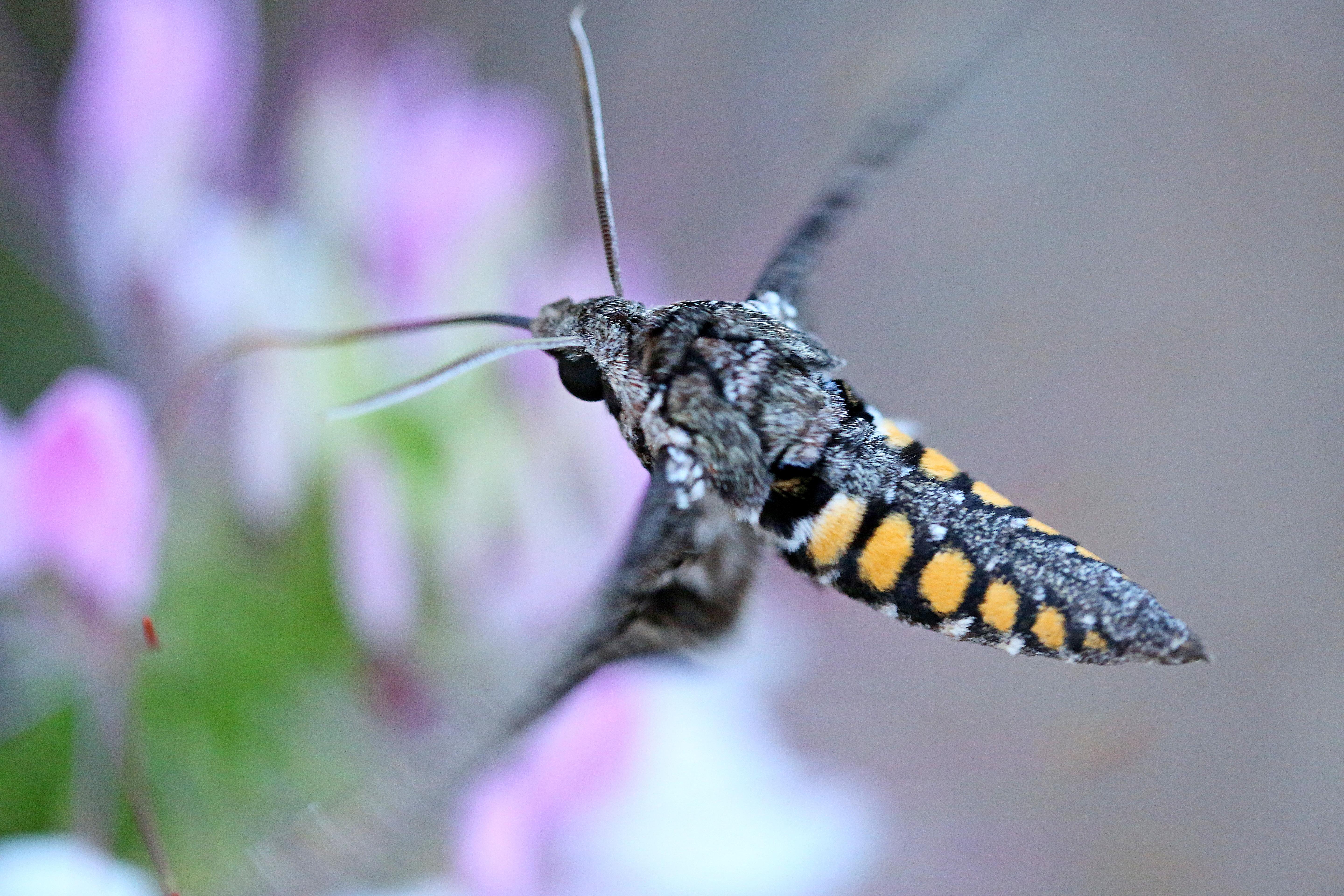 Mid flight hummingbird moth. r/moths