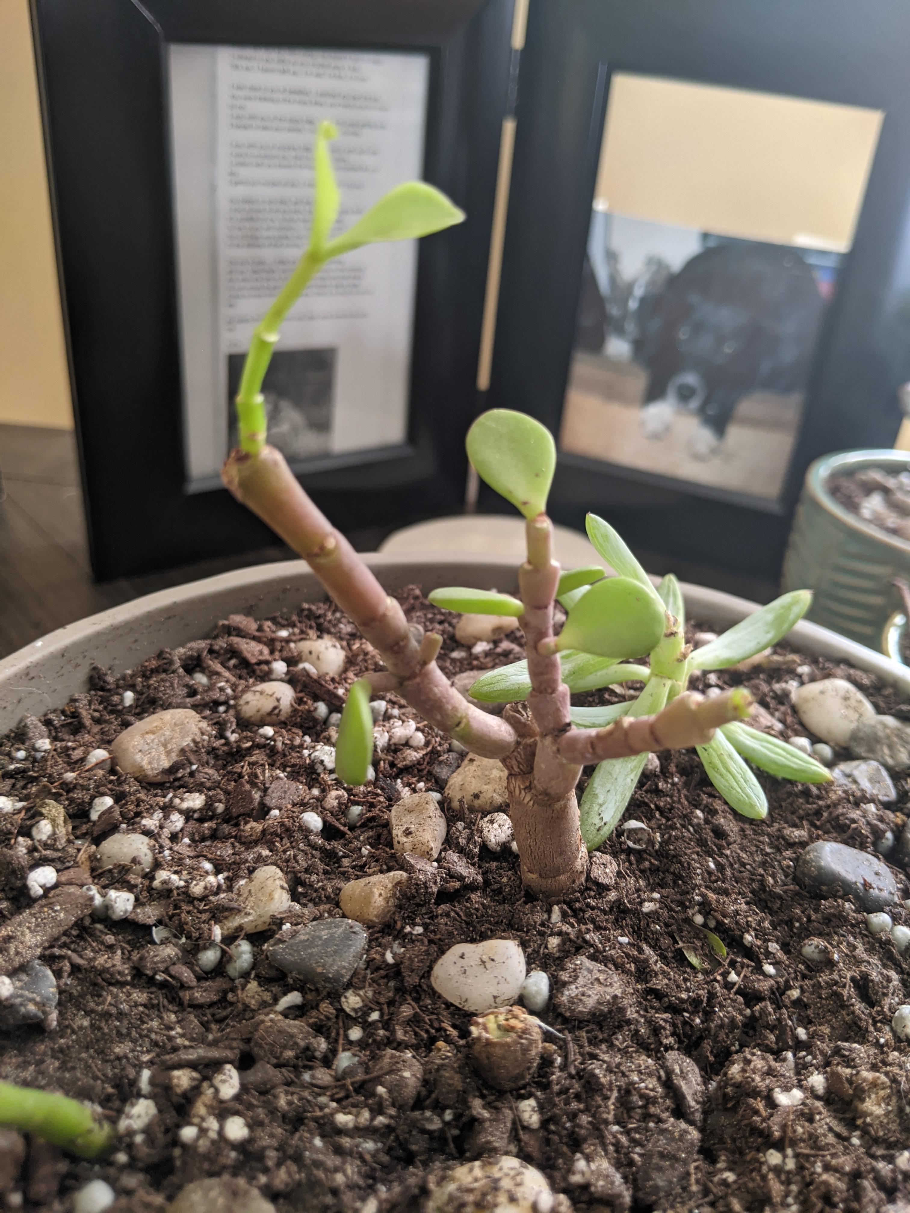 Help my elephant foot is slowly dying and lossing its leaves, is it too