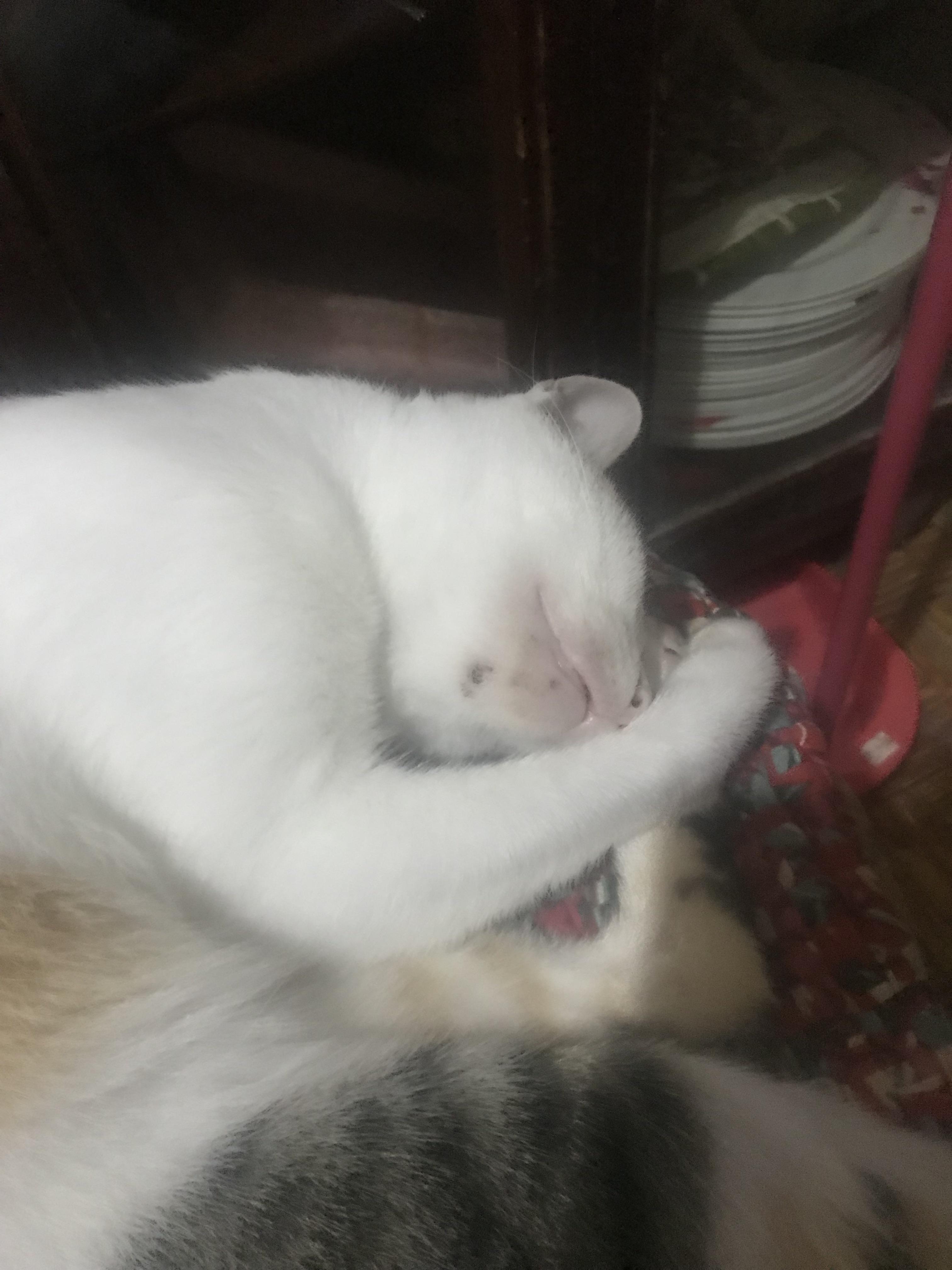 What’s the best home remedy for feline acne? r/PetAdvice