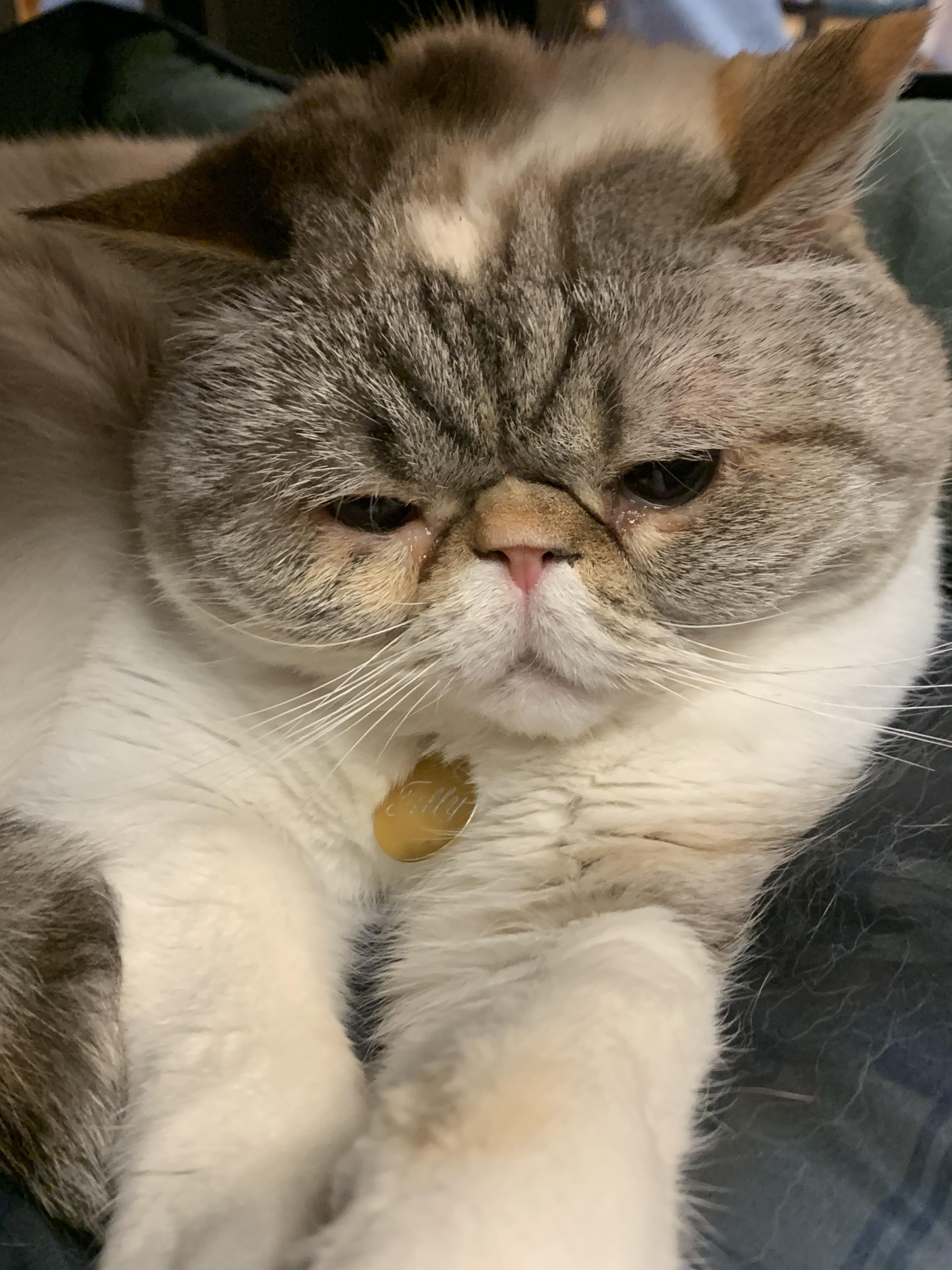 A local pet store’s adorable cat r/aww