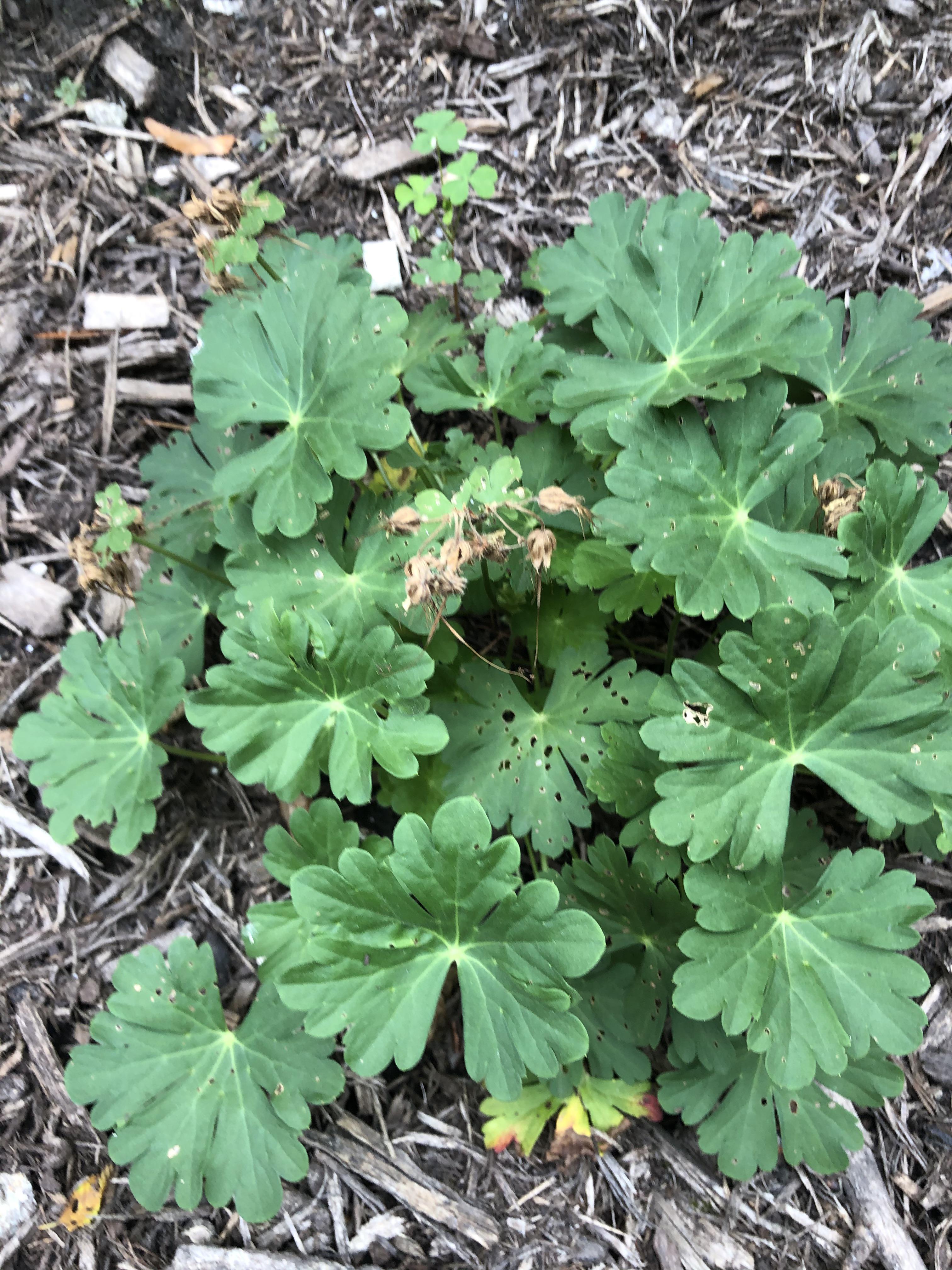 Help? Why does my hardy geranium have these tiny holes in the leaves