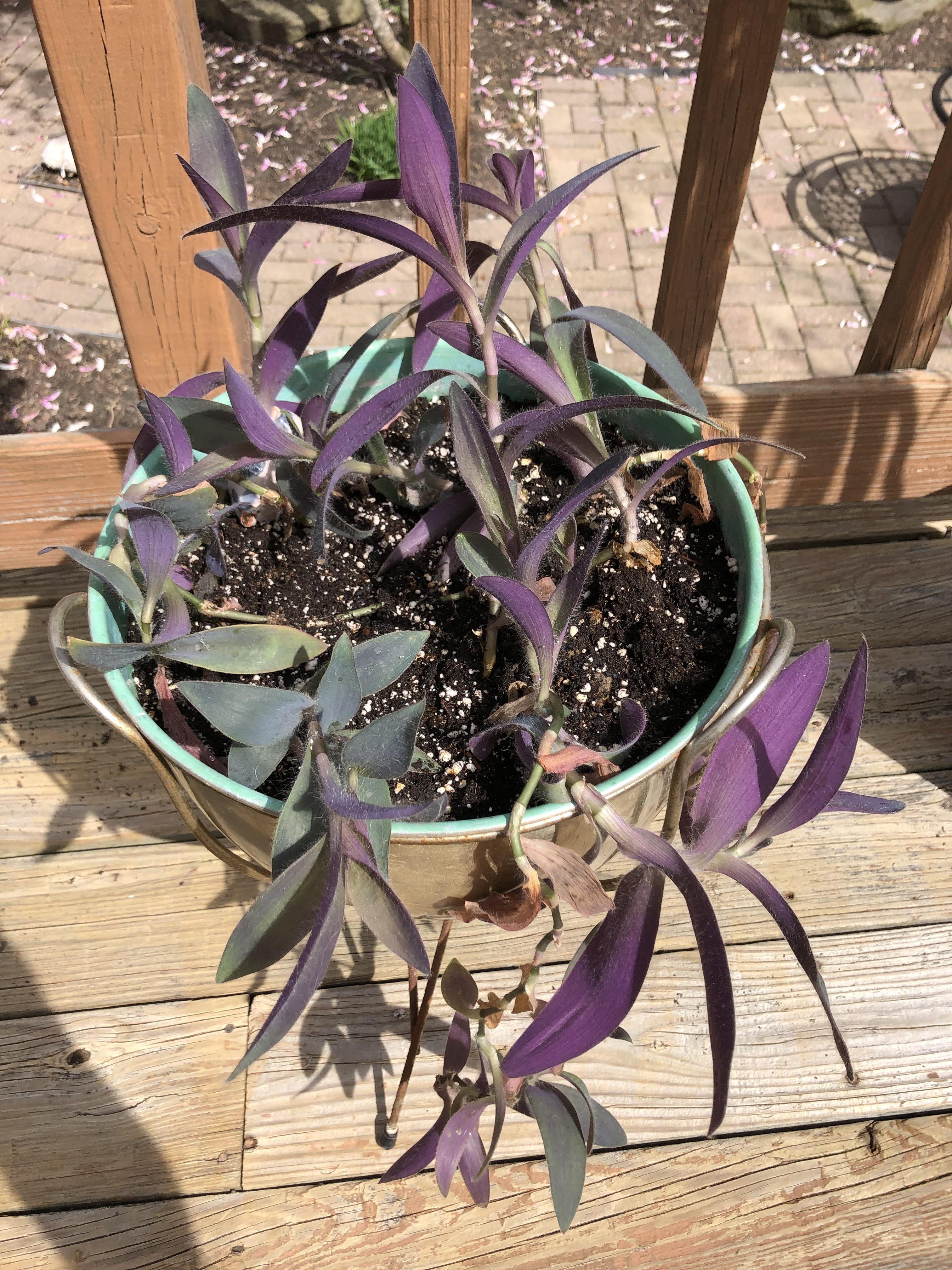 The hardiest yet most fragile plant ive ever had. What is it?! Ive had