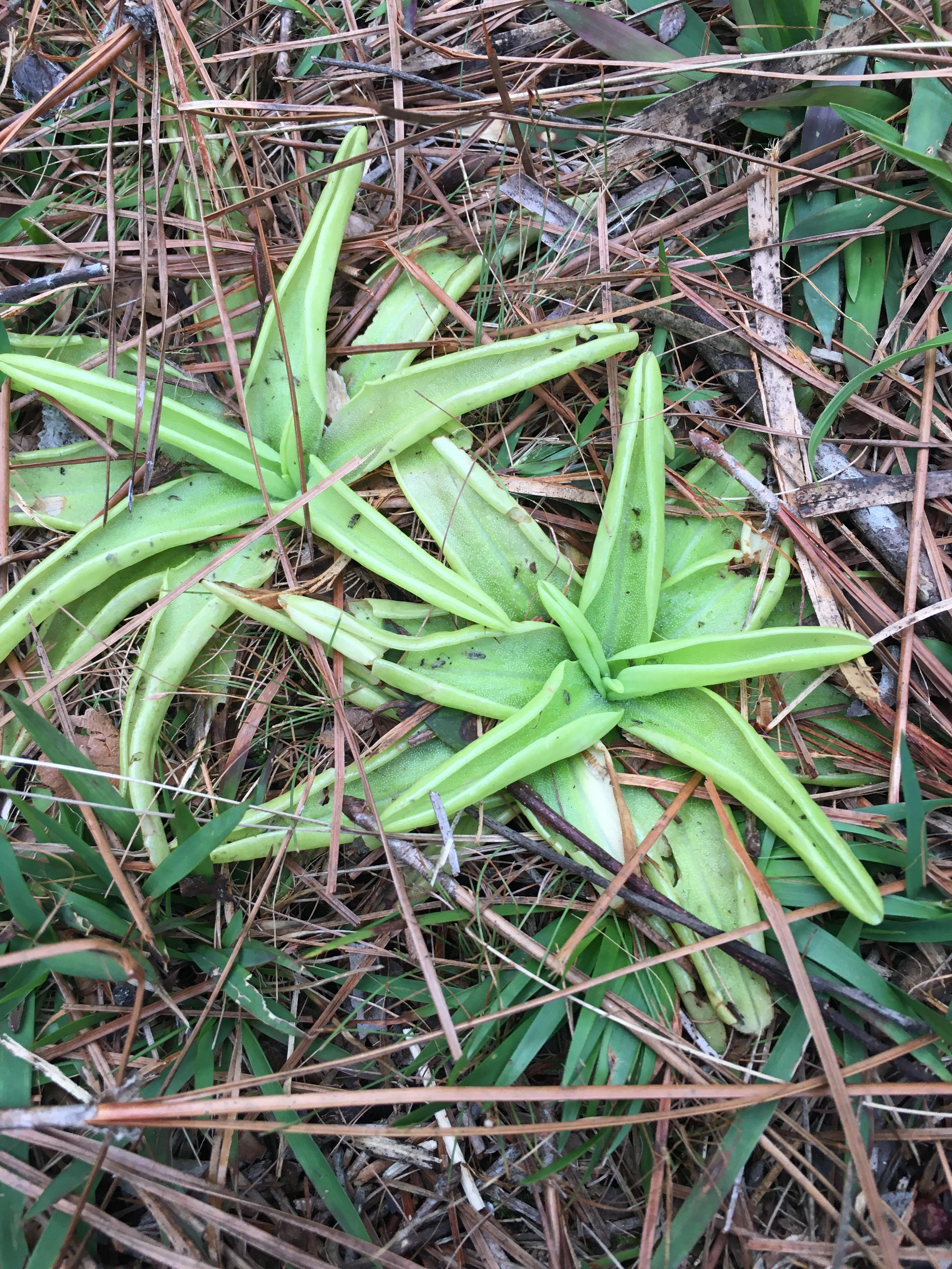 A very interesting Butterwort spotted in central Florida r/SavageGarden