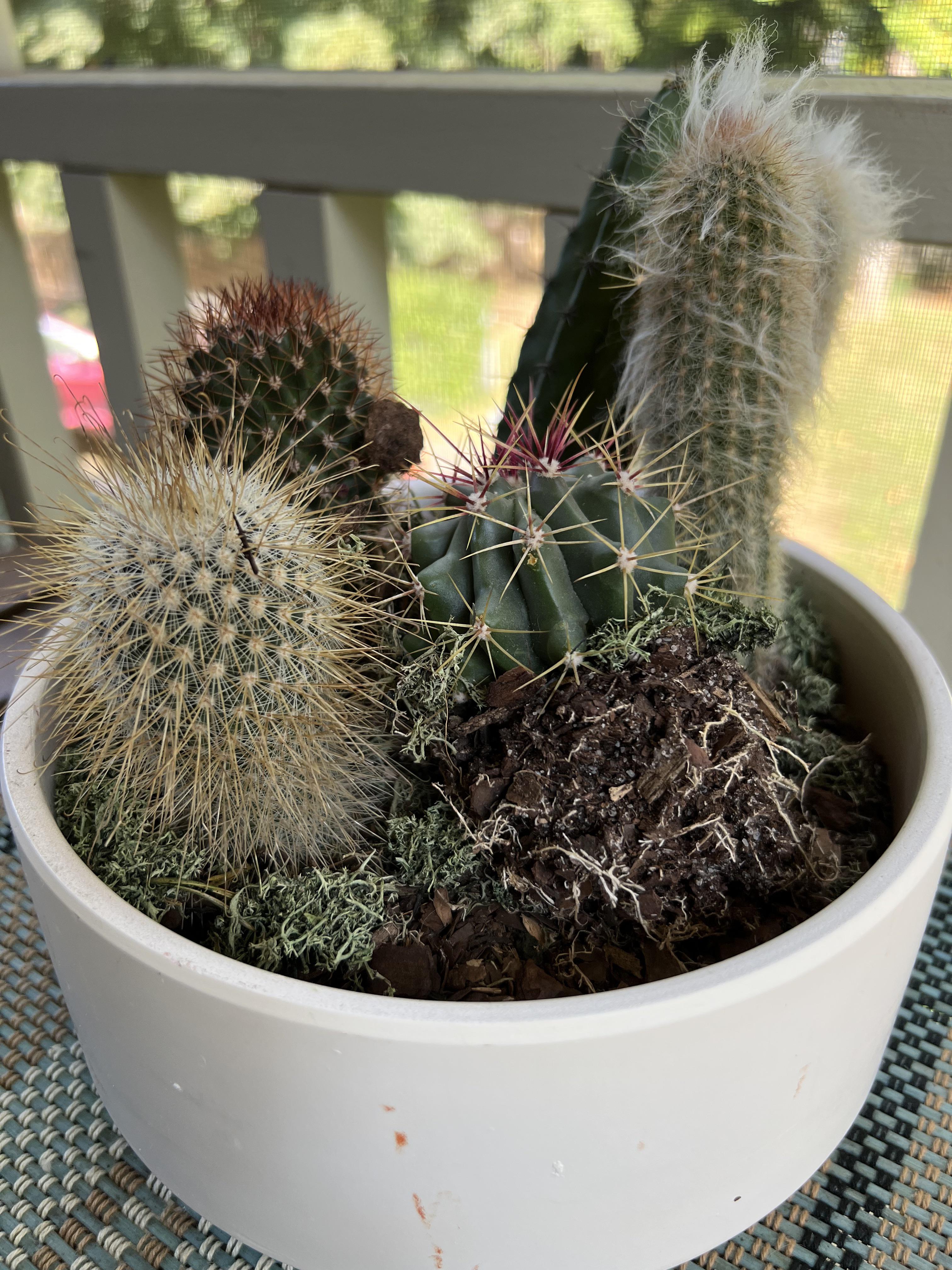 Rescuing a Costco cactus bowl. Thoughts and advice appreciated. r/cactus