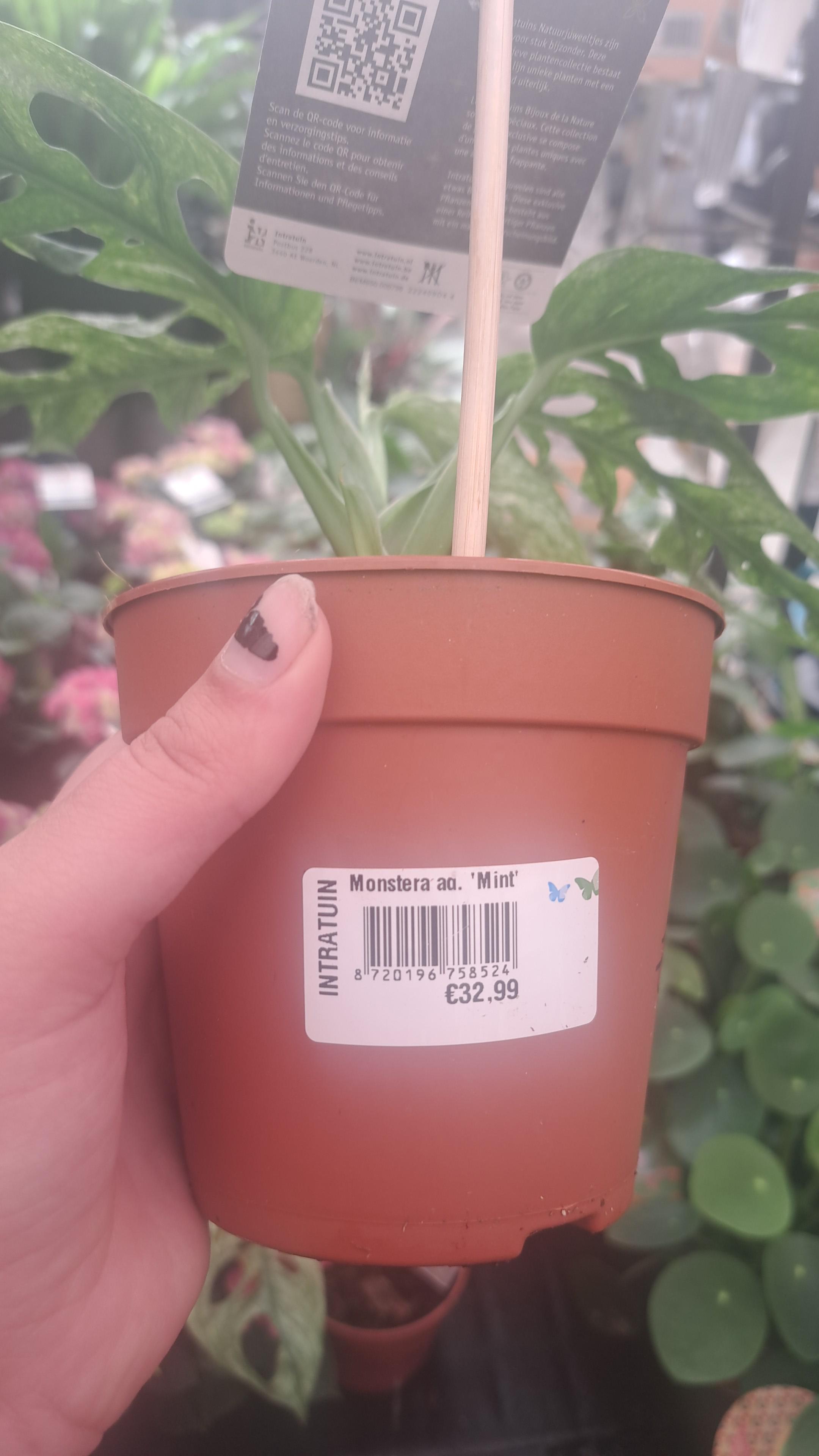 Worth it? r/MonsteraAlbo