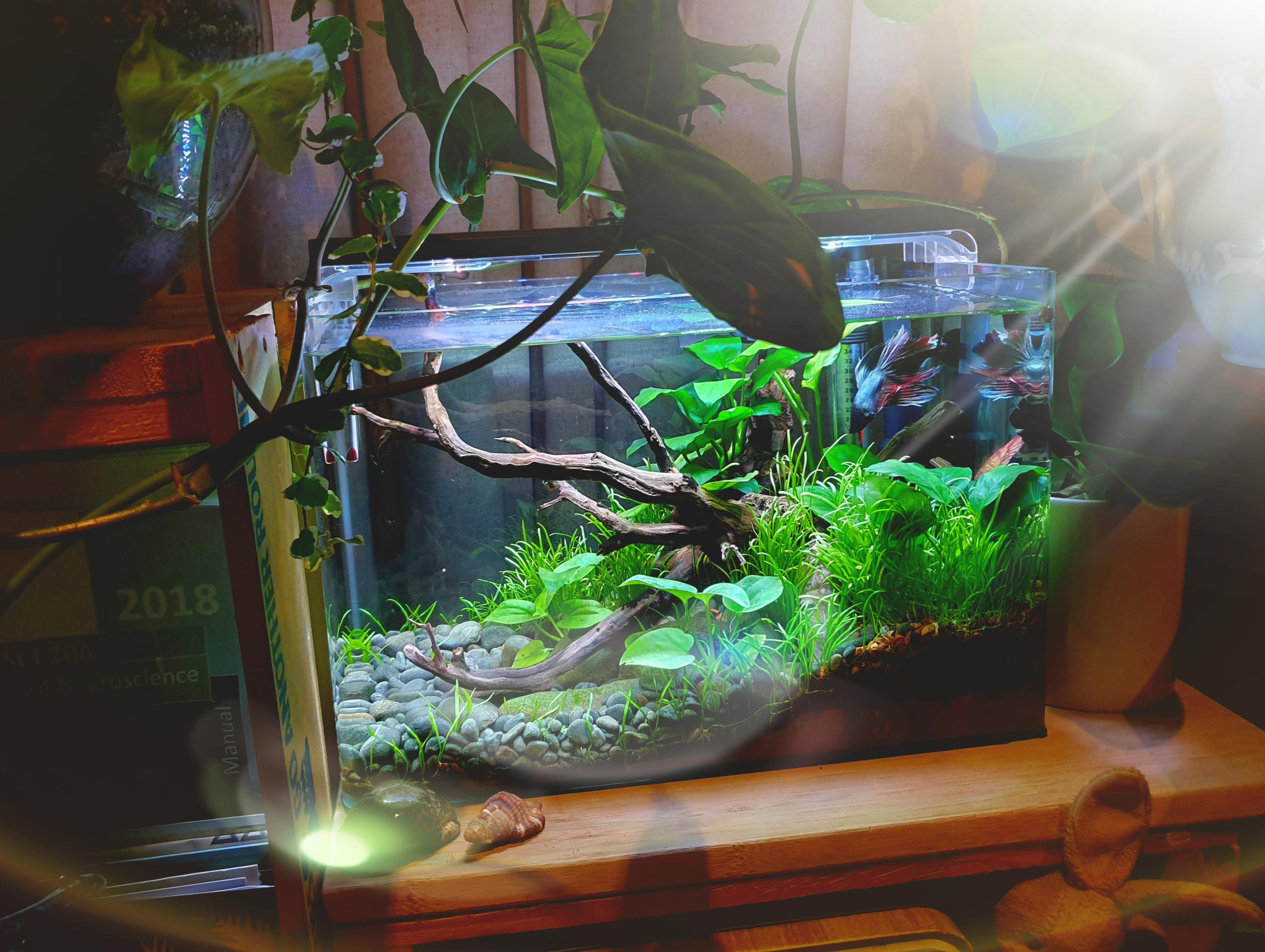 Small betta tank I've had running for a few months r/PlantedTank