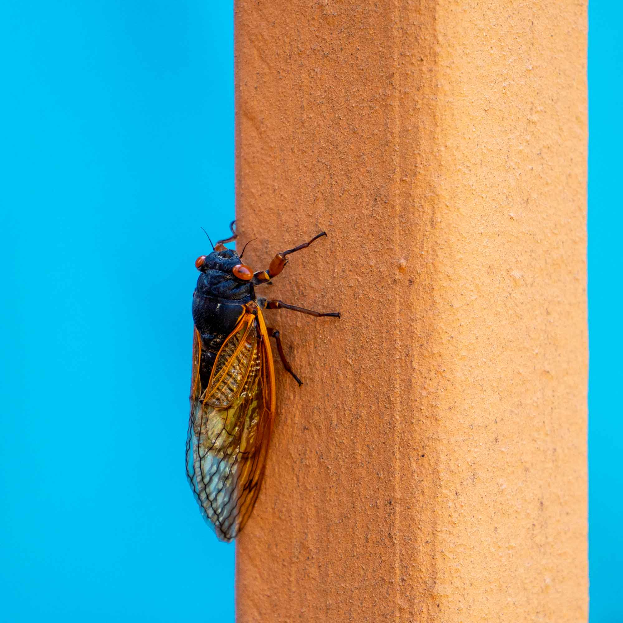 Does anyone know if cicadas are in New York and Pa area Cicadas
