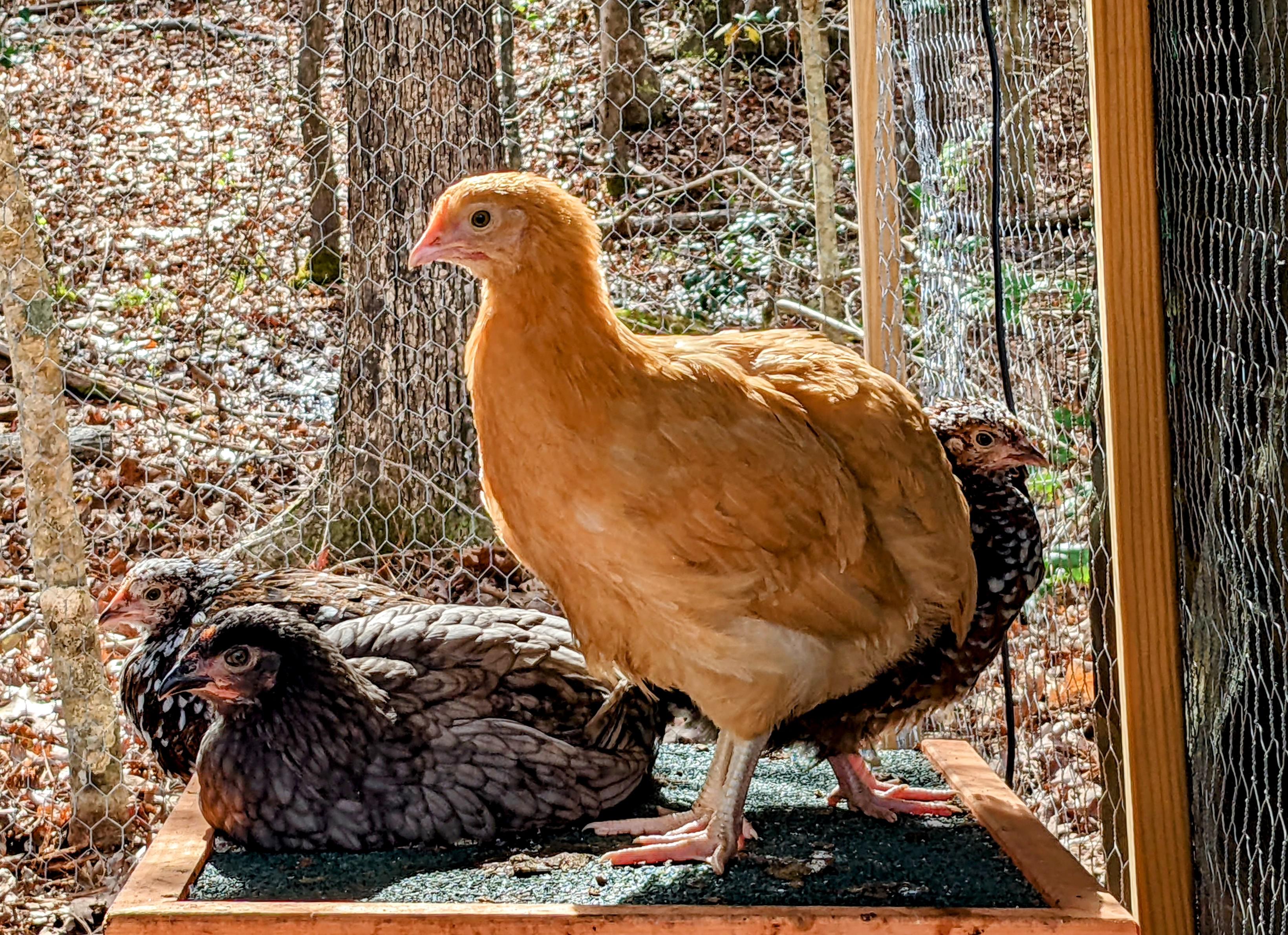 Pullets taking a break in the sun. r/BackYardChickens