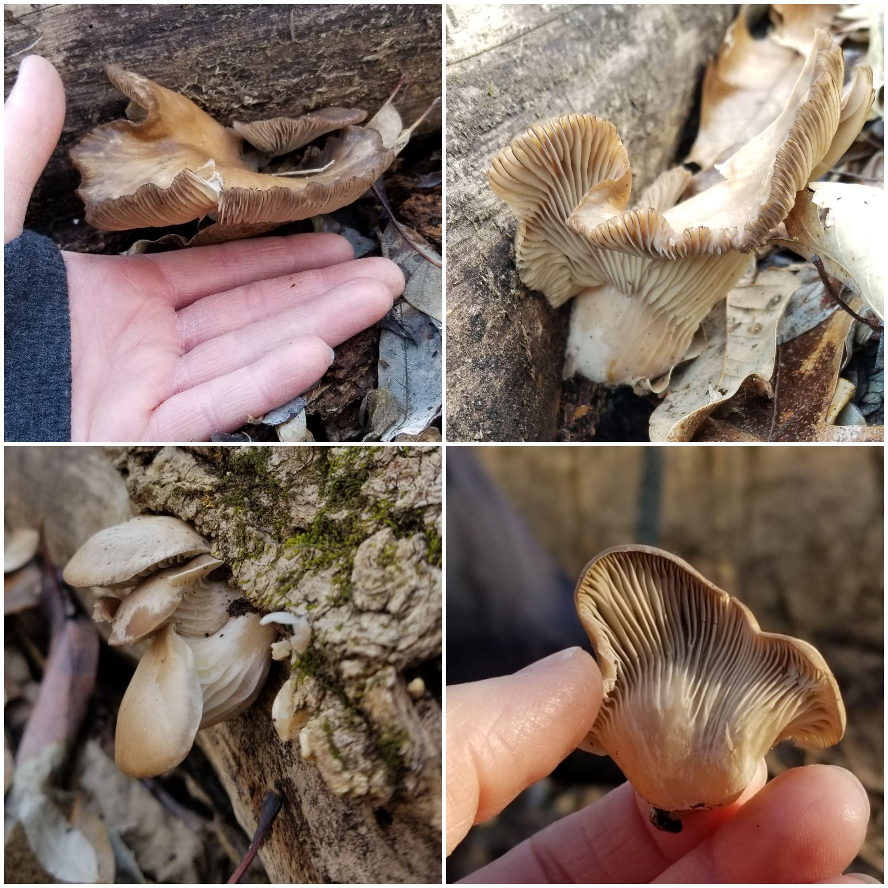 Are these Oyster mushrooms? Found in February in Illinois growing on a