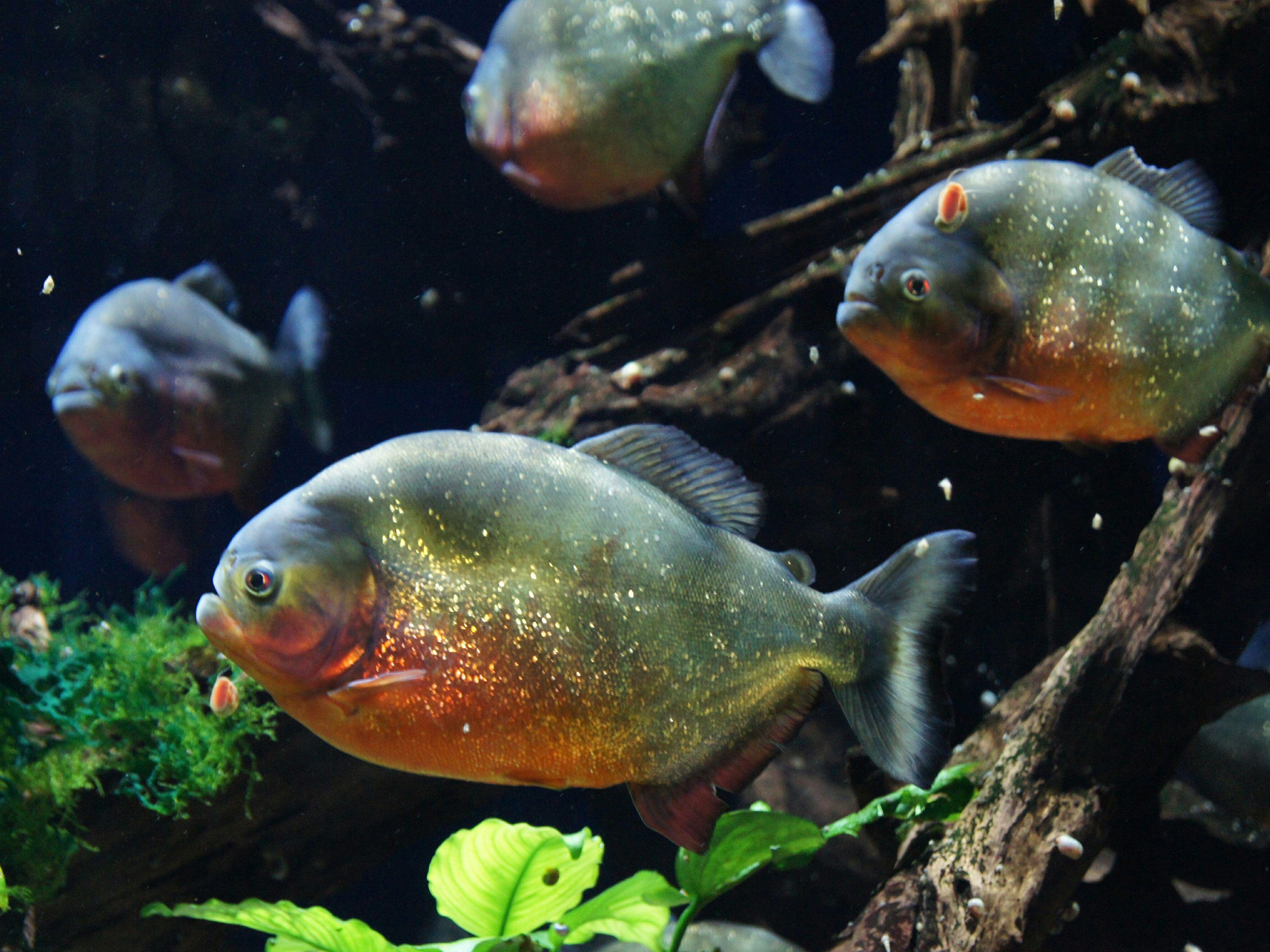 Vicious Fishes ProperAnimalNames