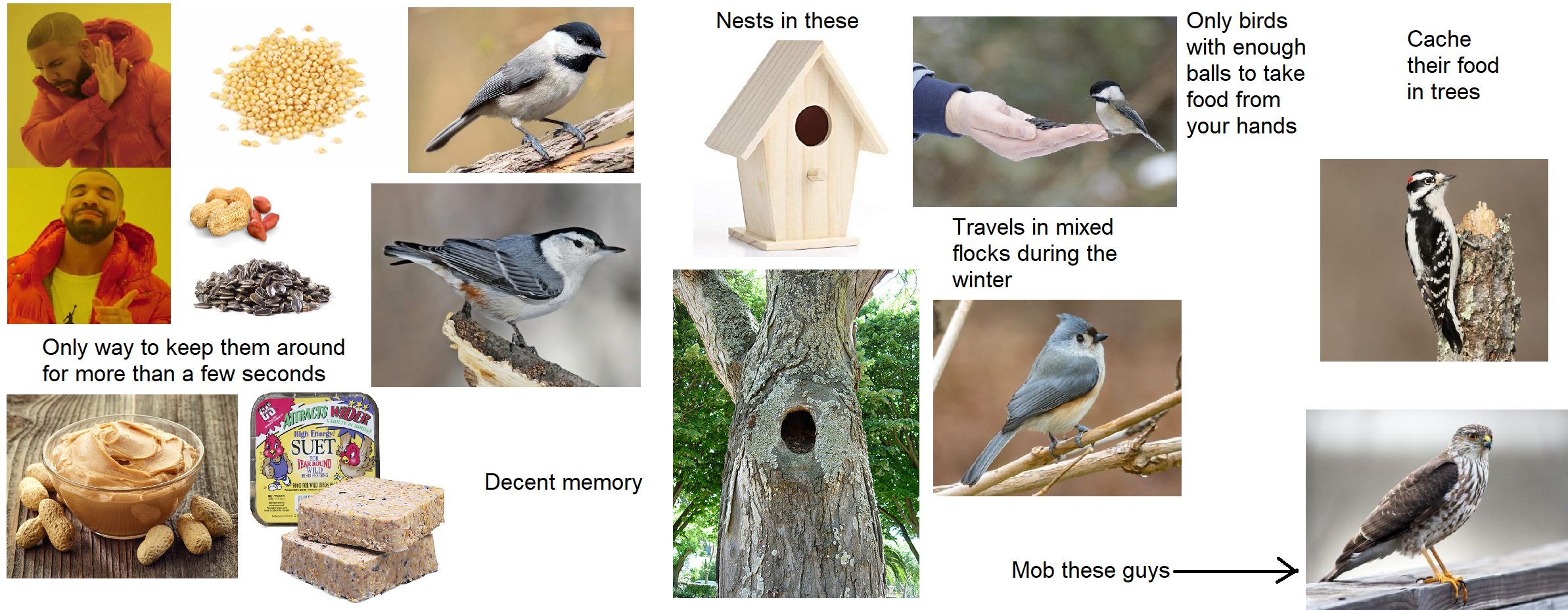 The bird who only visits the feeder for a few seconds at a time r